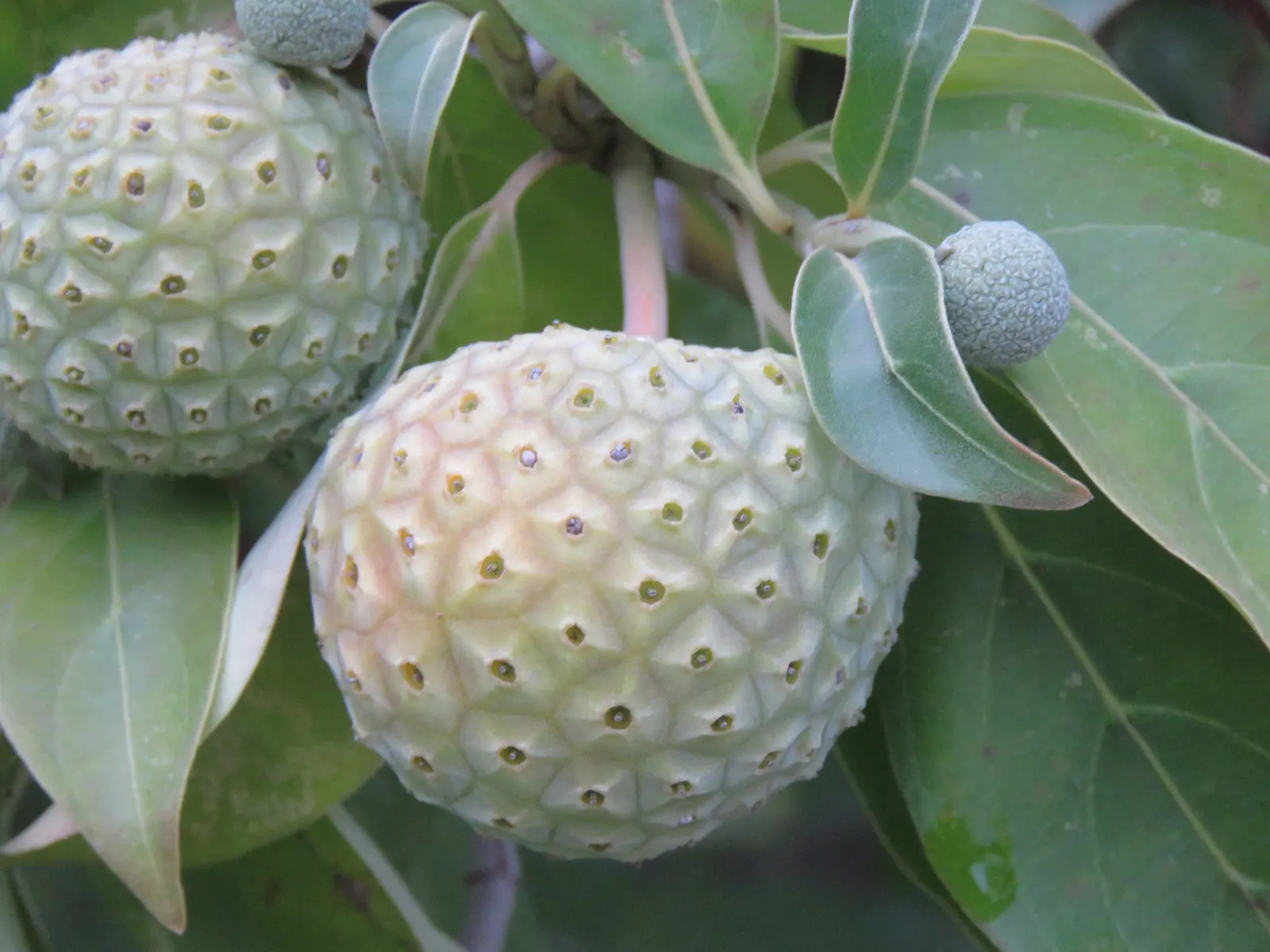 Evergreen Dogwood (Cornus Capitata) — which grace this specimen from late spring into early summer; cold hardiness varies, generally from USDA, image 51
