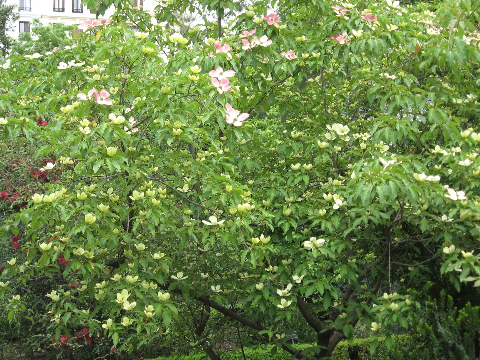 Evergreen Dogwood (Cornus Capitata) — These blossoms give way to strawberry-like fruit that ripen to a fleshy red in the fall