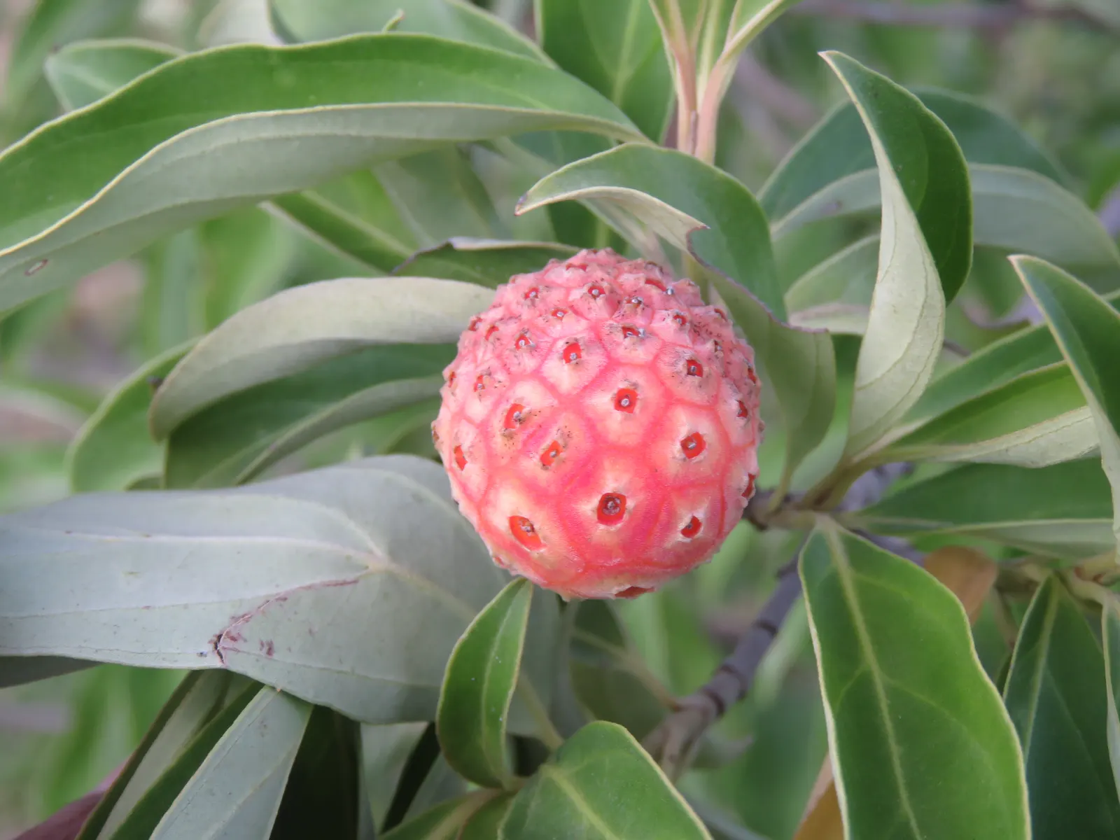 Evergreen Dogwood (Cornus Capitata) — spanning 4 to 6 inches in length; cold hardiness varies, generally from USDA zones 8 through 10, ensuring, image 54