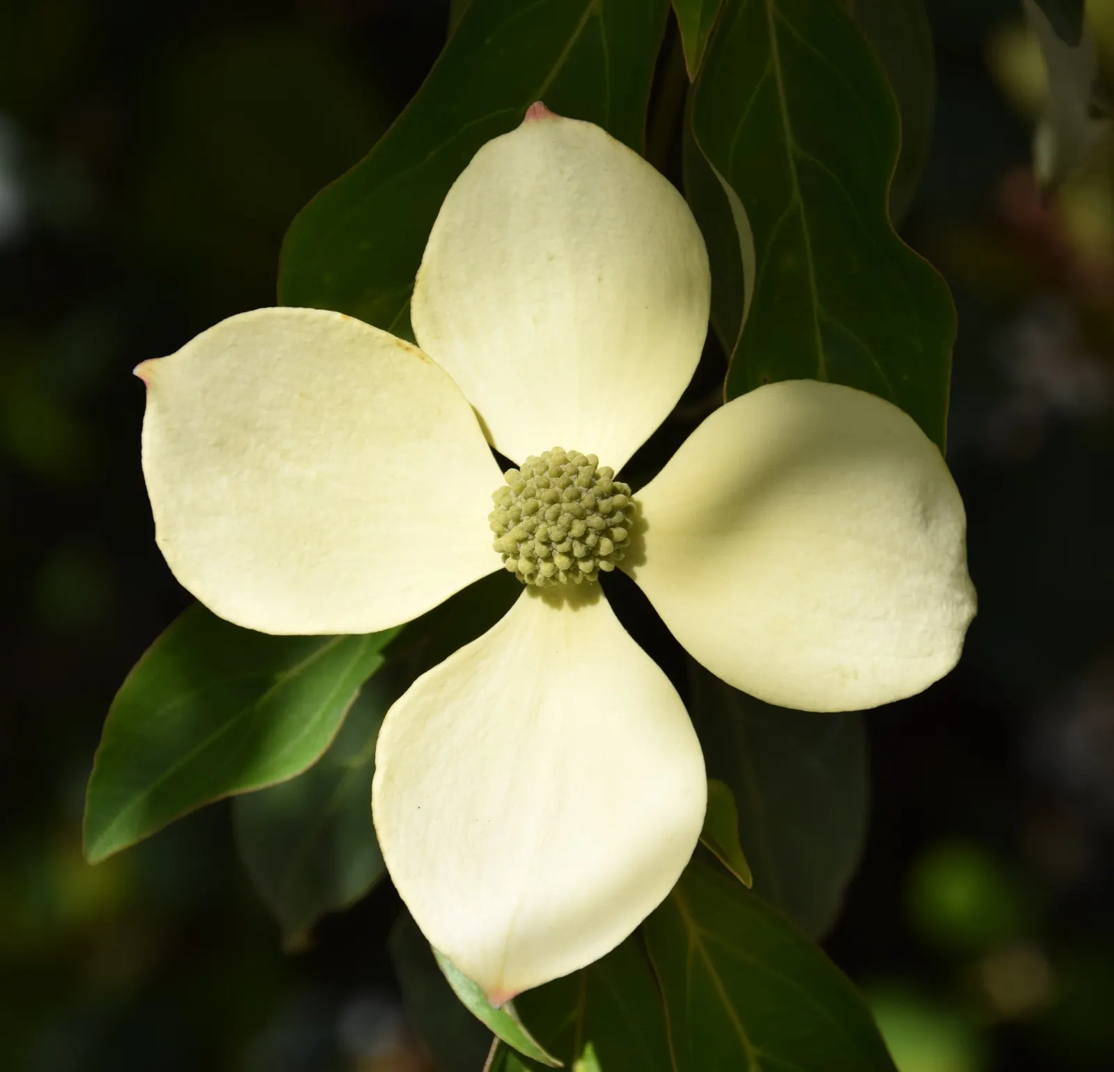 Evergreen Dogwood (Cornus Capitata) — shrub / tree with pink and white blooms; these blossoms give way to strawberry-like fruit that ripen to a fleshy red in