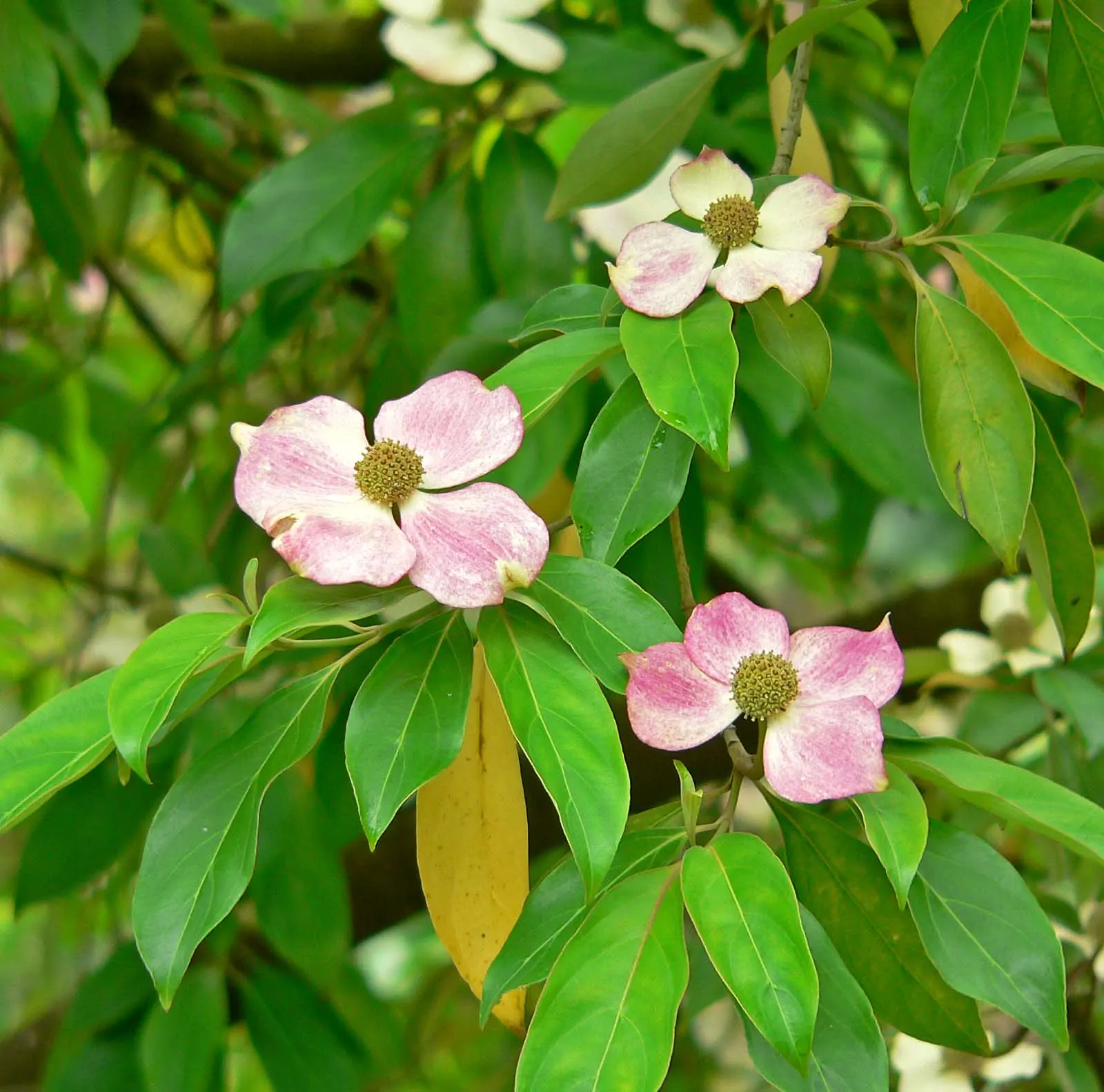 Evergreen Dogwood (Cornus Capitata) — The Evergreen Dogwood (Cornus capitata) is an alluring tree, thriving in zones 8-9; dark green leaves and produces