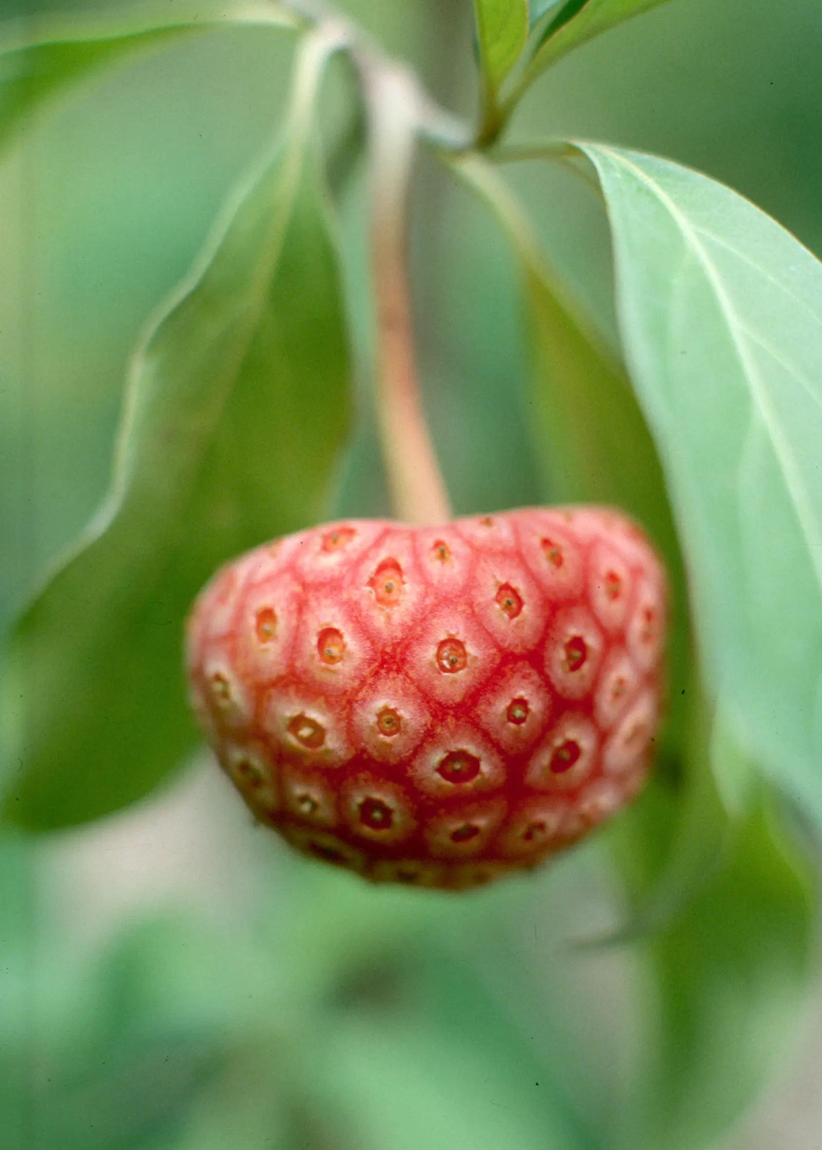 Evergreen Dogwood (Cornus Capitata) — These blossoms give way to strawberry-like fruit that ripen to a fleshy red in the fall, image 32