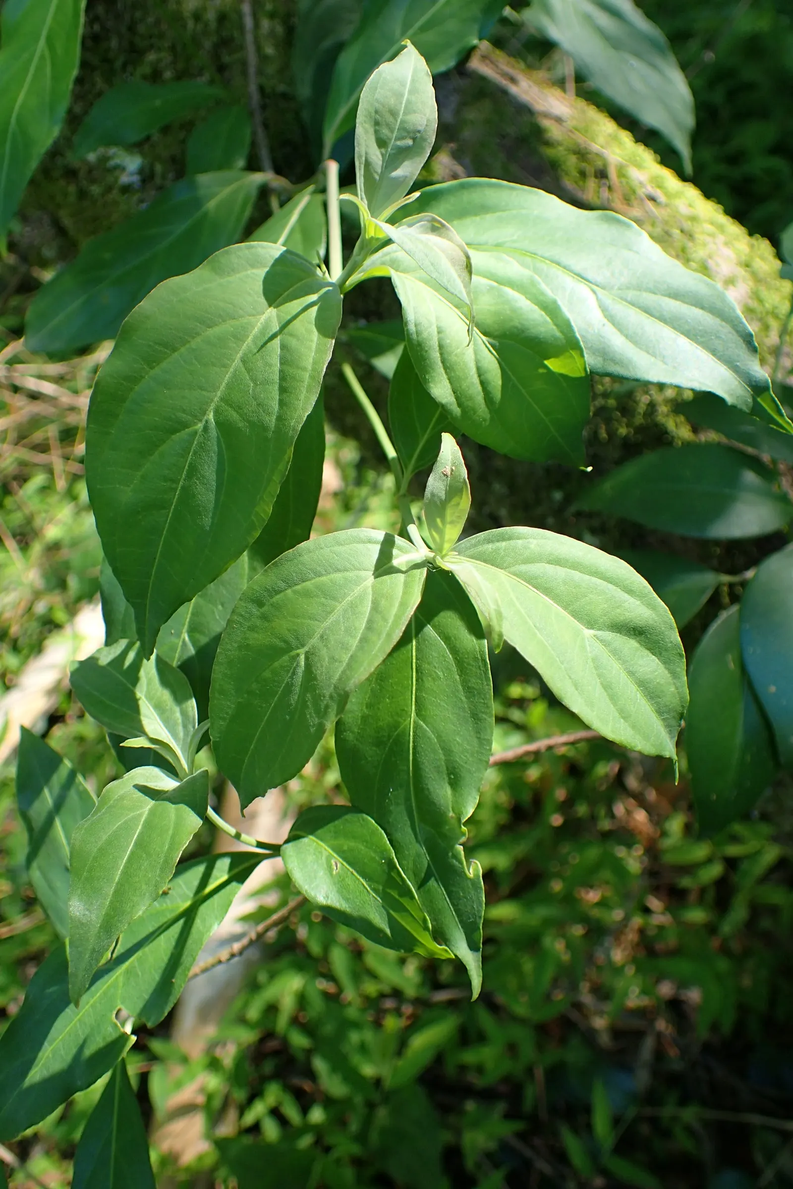Evergreen Dogwood (Cornus Capitata) — dark green leaves and produces creamy-yellow blooms followed by strawberry-like fruits