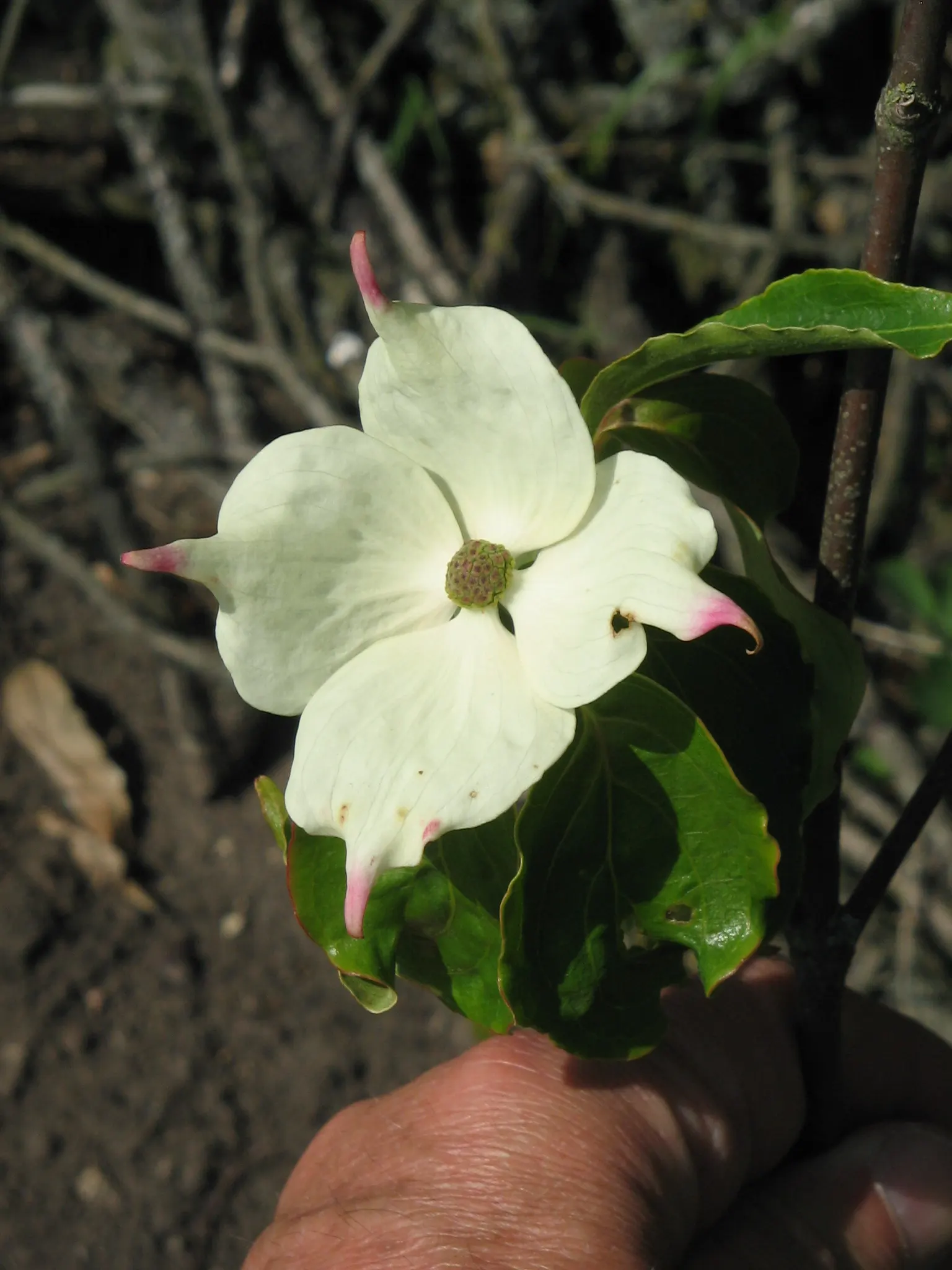 Evergreen Dogwood (Cornus Capitata) — yet slightly irregular canopy.<br><br>One of its most captivating features is the bract-covered blooms; these, image 50