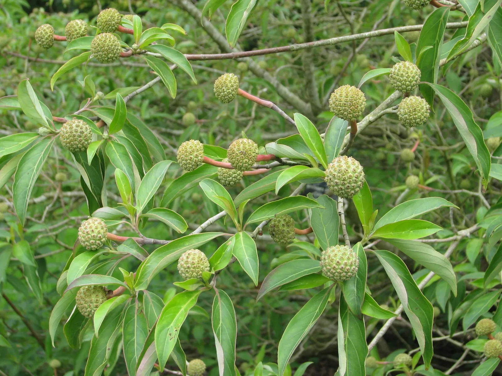 Evergreen Dogwood (Cornus Capitata) — is a compelling choice for any landscape design owing to its notable four-season interest