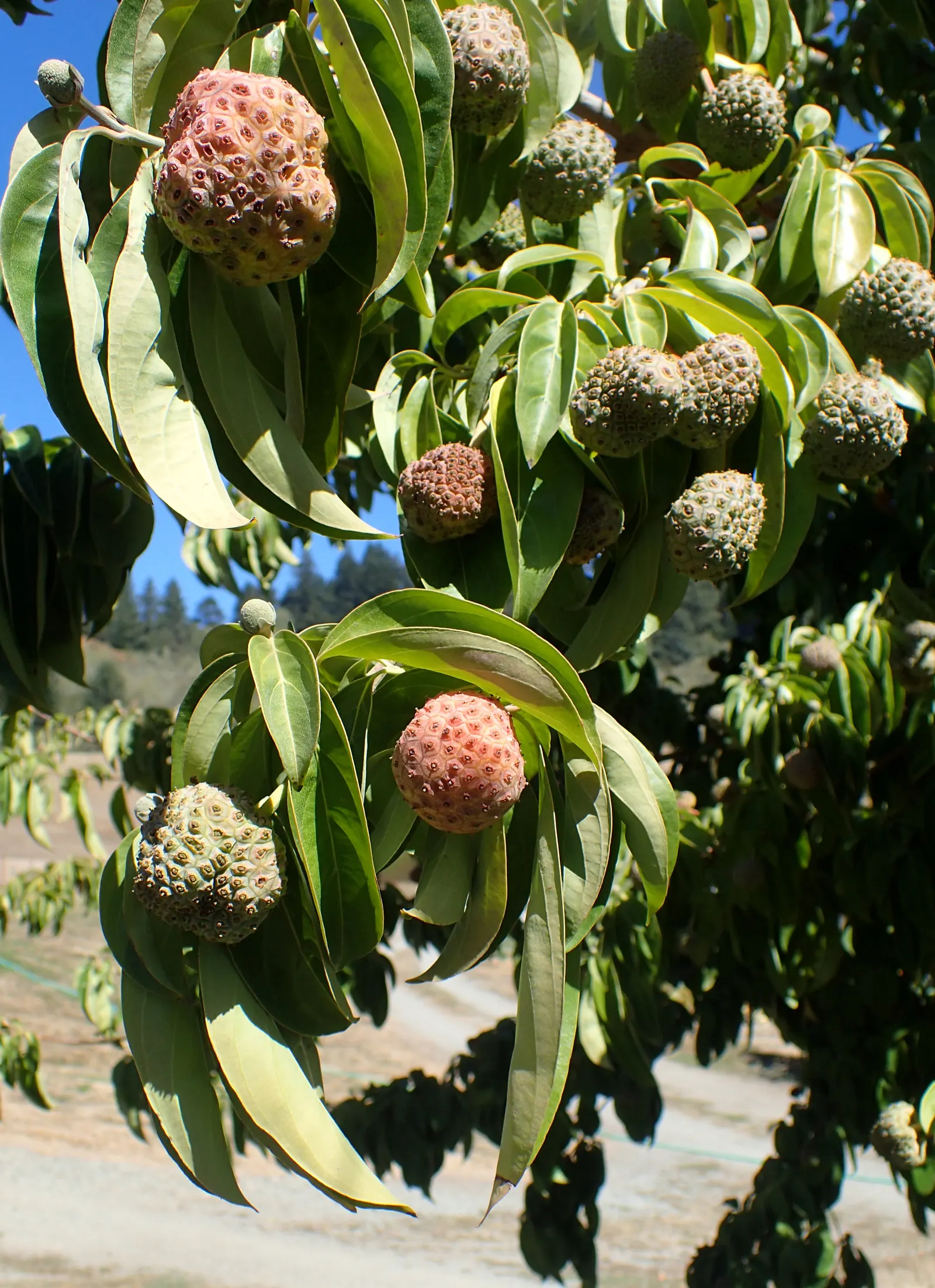Evergreen Dogwood (Cornus Capitata) — This specimen boasts leathery