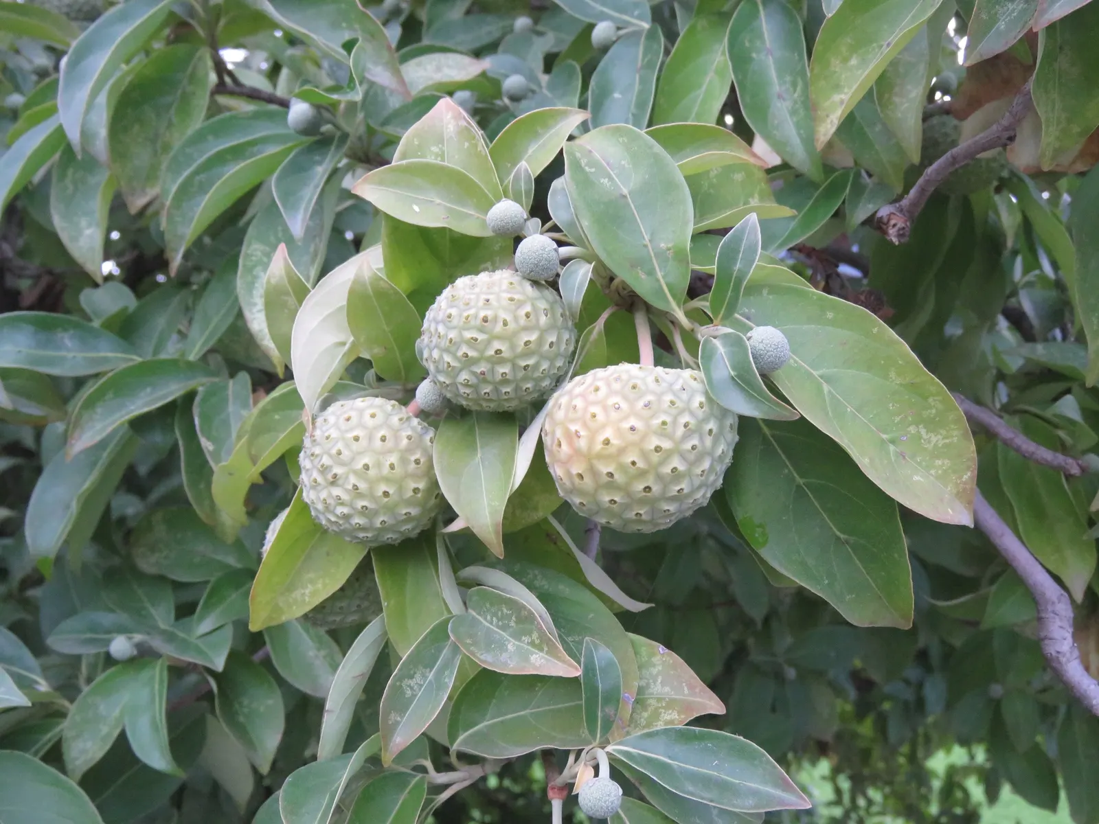 Evergreen Dogwood (Cornus Capitata) — shrub / tree for full; cold hardiness varies, generally from USDA zones 8 through 10, ensuring viability in many