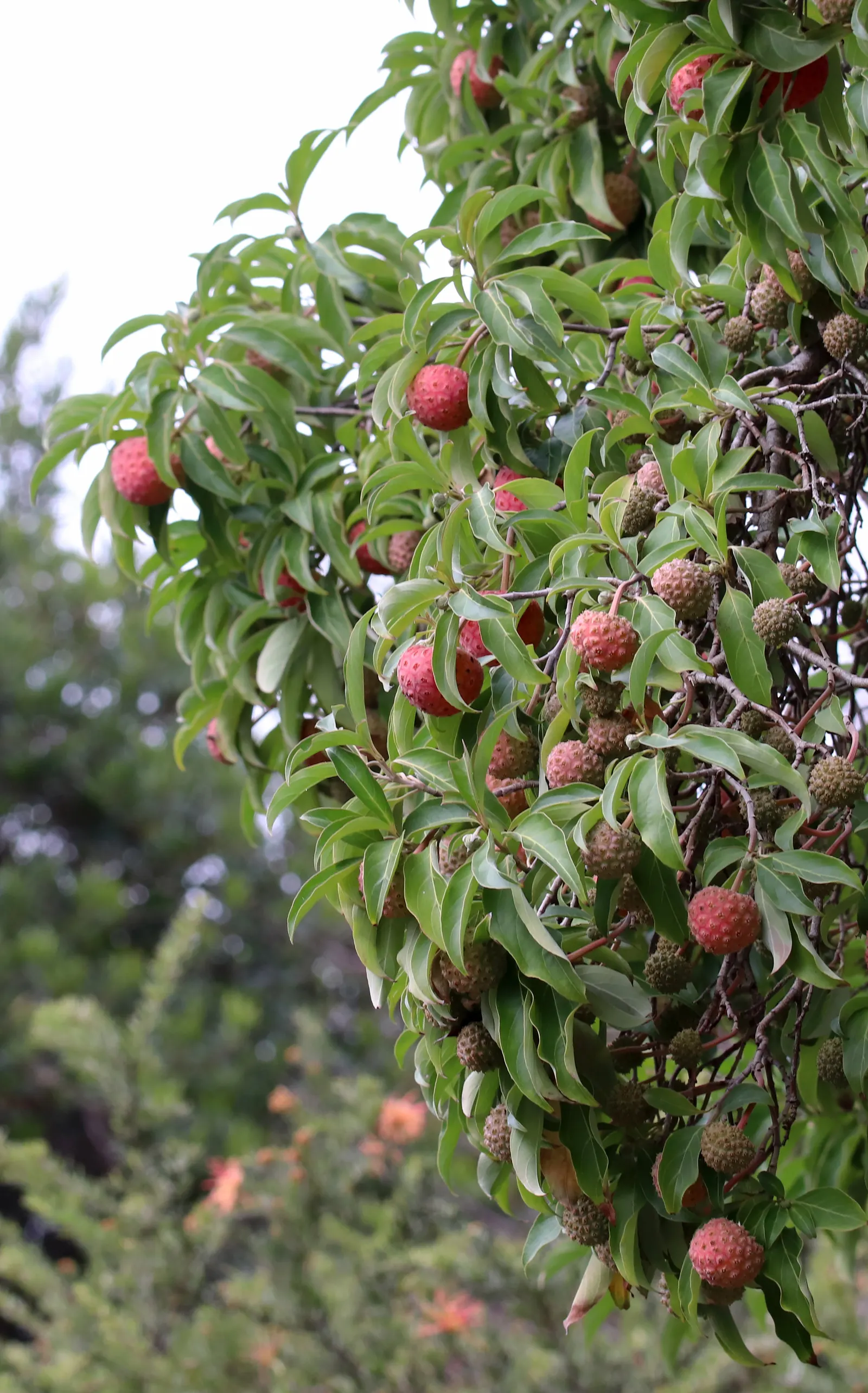 Evergreen Dogwood (Cornus Capitata) — Originating from the Himalayas