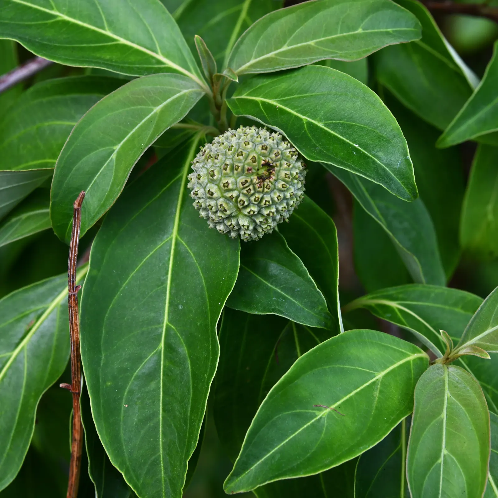 Evergreen Dogwood (Cornus Capitata) — acidic soil and should be planted in full sun to partial shade; these blossoms give way to strawberry-like, image 56