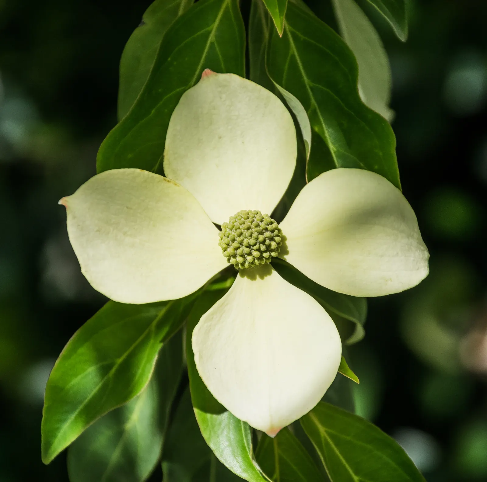 Evergreen Dogwood (Cornus Capitata) — Cornus capitata prefers well-drained; dark green leaves and produces creamy-yellow blooms followed by strawberry-like