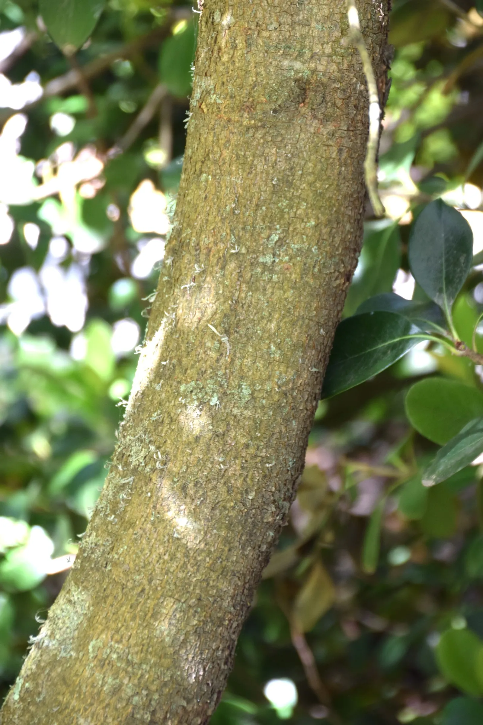 Evergreen Dogwood (Cornus Capitata) — spanning 4 to 6 inches in length