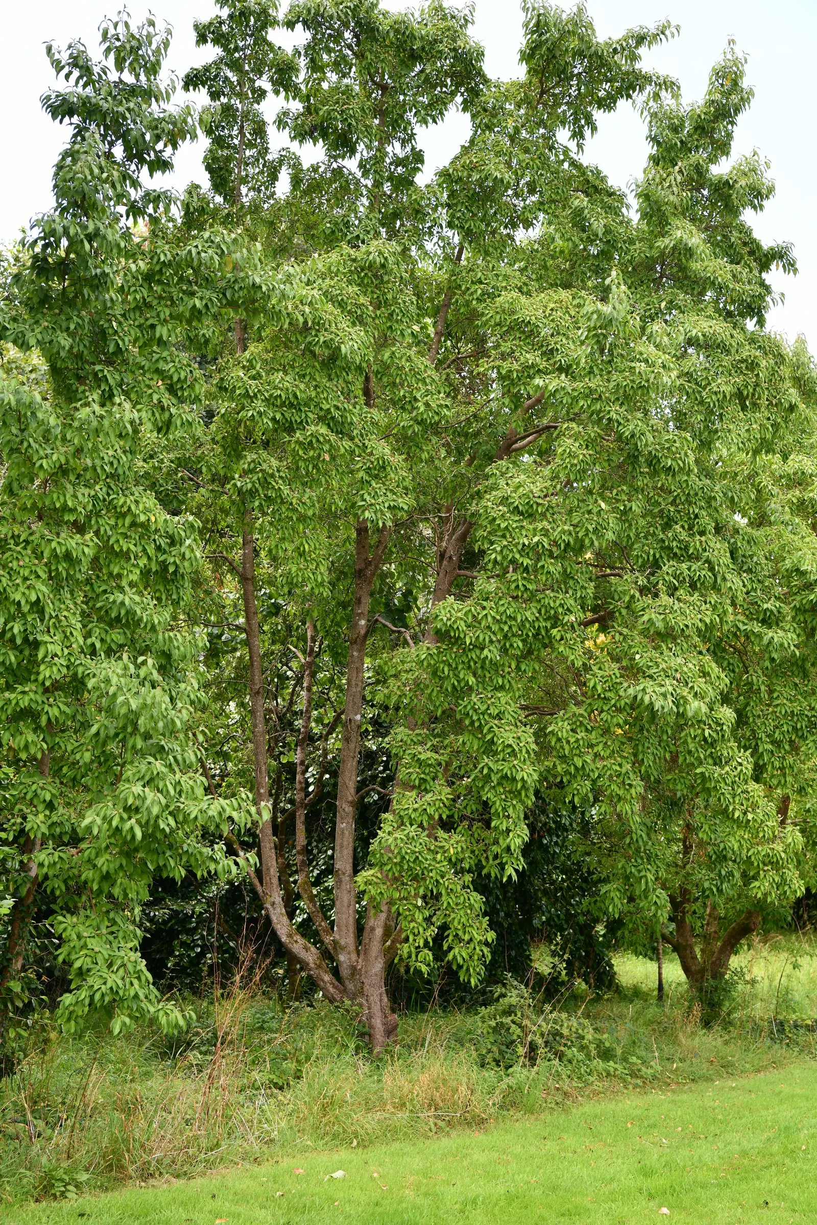 Evergreen Dogwood (Cornus Capitata) — While the actual flowers are small and inconspicuous; dark green leaves and produces creamy-yellow blooms, image 52