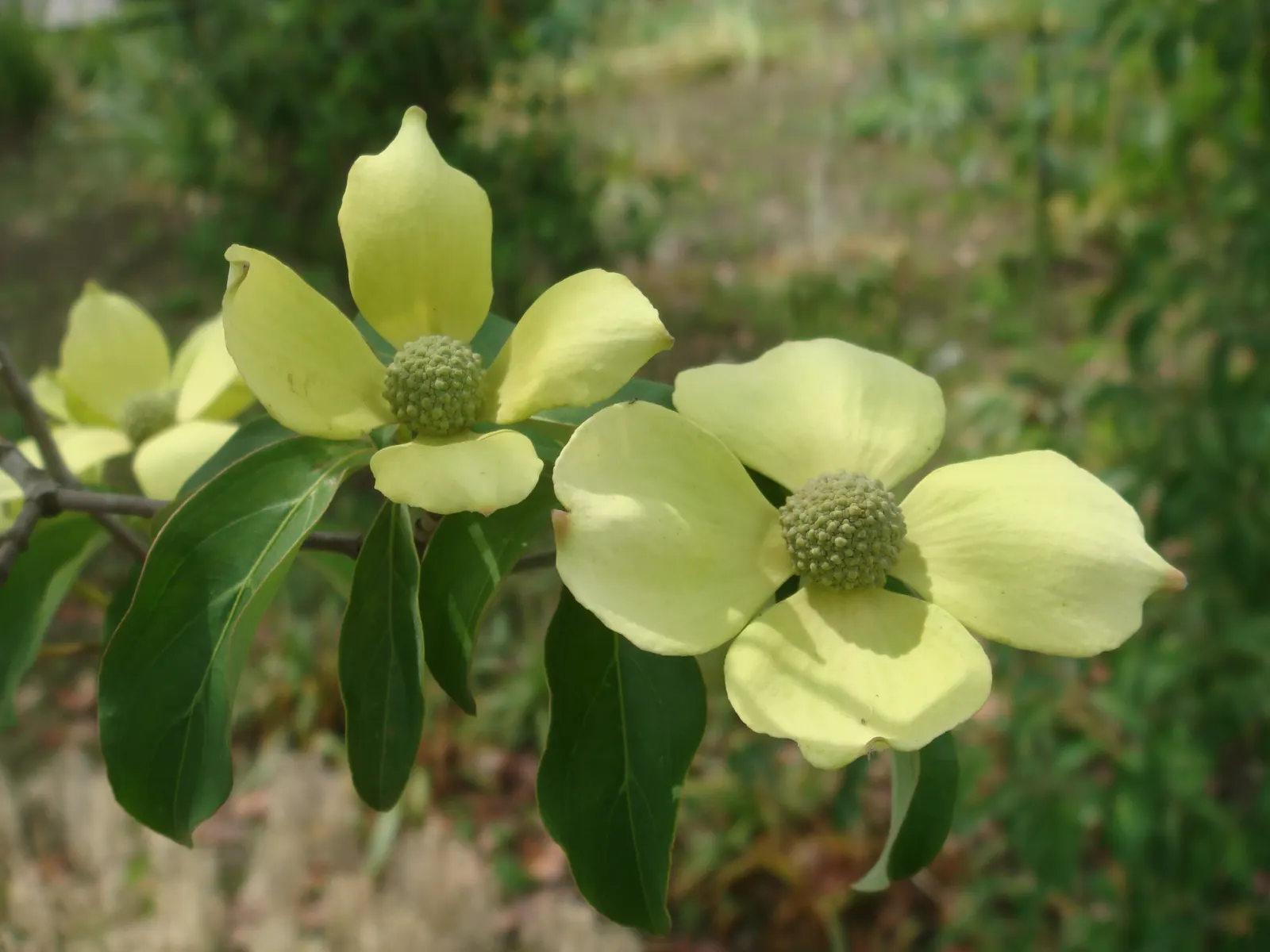 Evergreen Dogwood (Cornus Capitata) — Its crown can span up to 20 feet wide and reaches heights of 15-30 feet; these blossoms give way to strawberry-like fruit