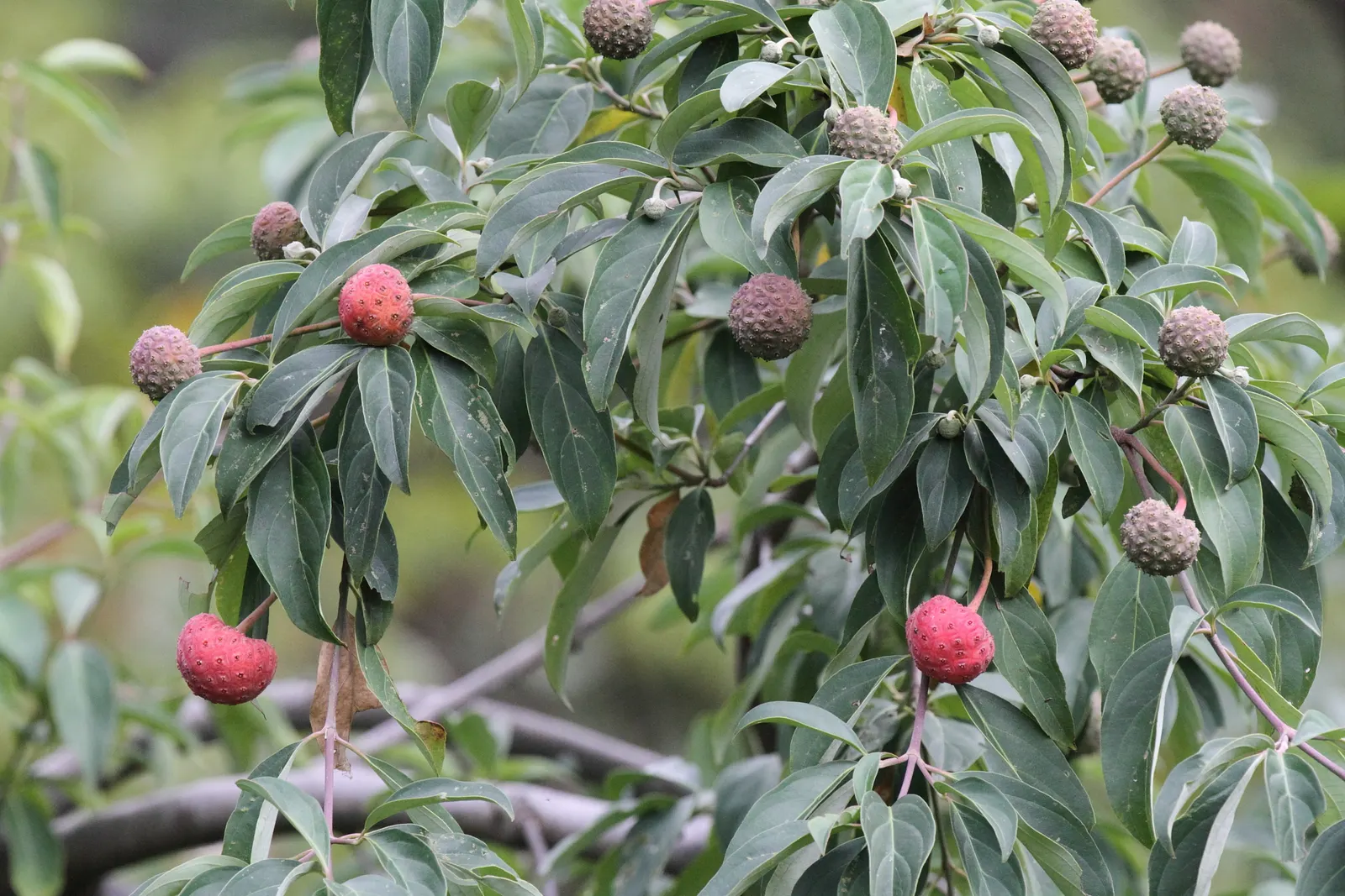 Evergreen Dogwood (Cornus Capitata) — offering year-round visual interest and a moderate growth rate; these blossoms give way to strawberry-like fruit that