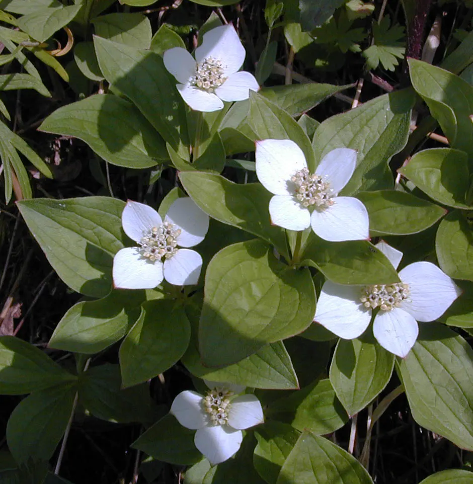 Evergreen Dogwood (Cornus Capitata) — It requires consistent moisture, although established trees can withstand periodic droughts; cold hardiness varies