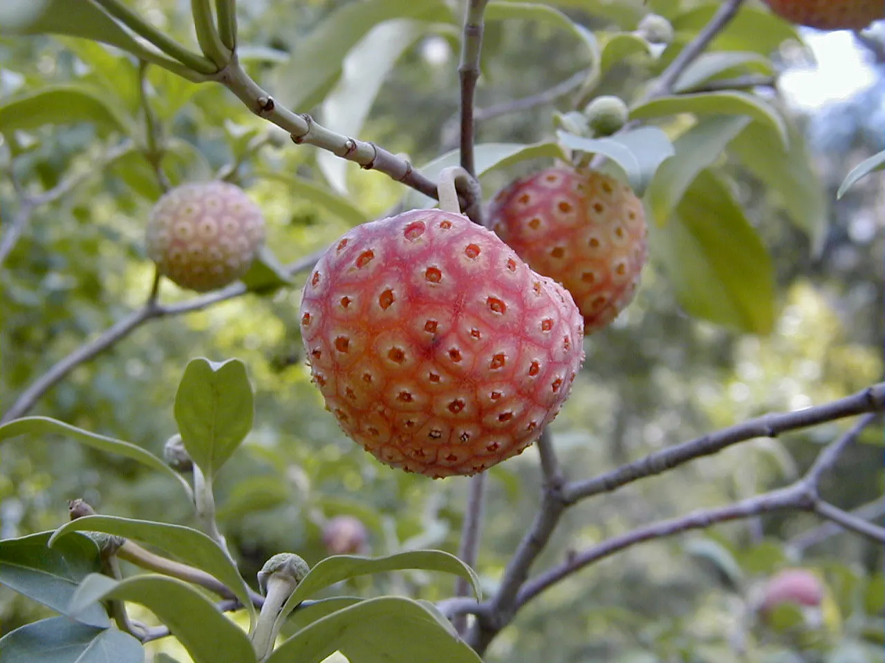 Evergreen Dogwood (Cornus Capitata) — acidic soil and should be planted in full sun to partial shade; these blossoms give way to strawberry-like fruit that