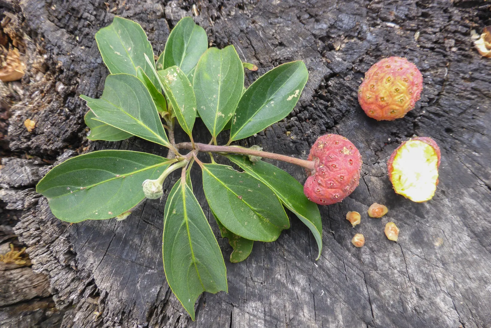 Evergreen Dogwood (Cornus Capitata) — spanning 4 to 6 inches in length; cold hardiness varies, generally from USDA zones 8 through 10, ensuring viability in