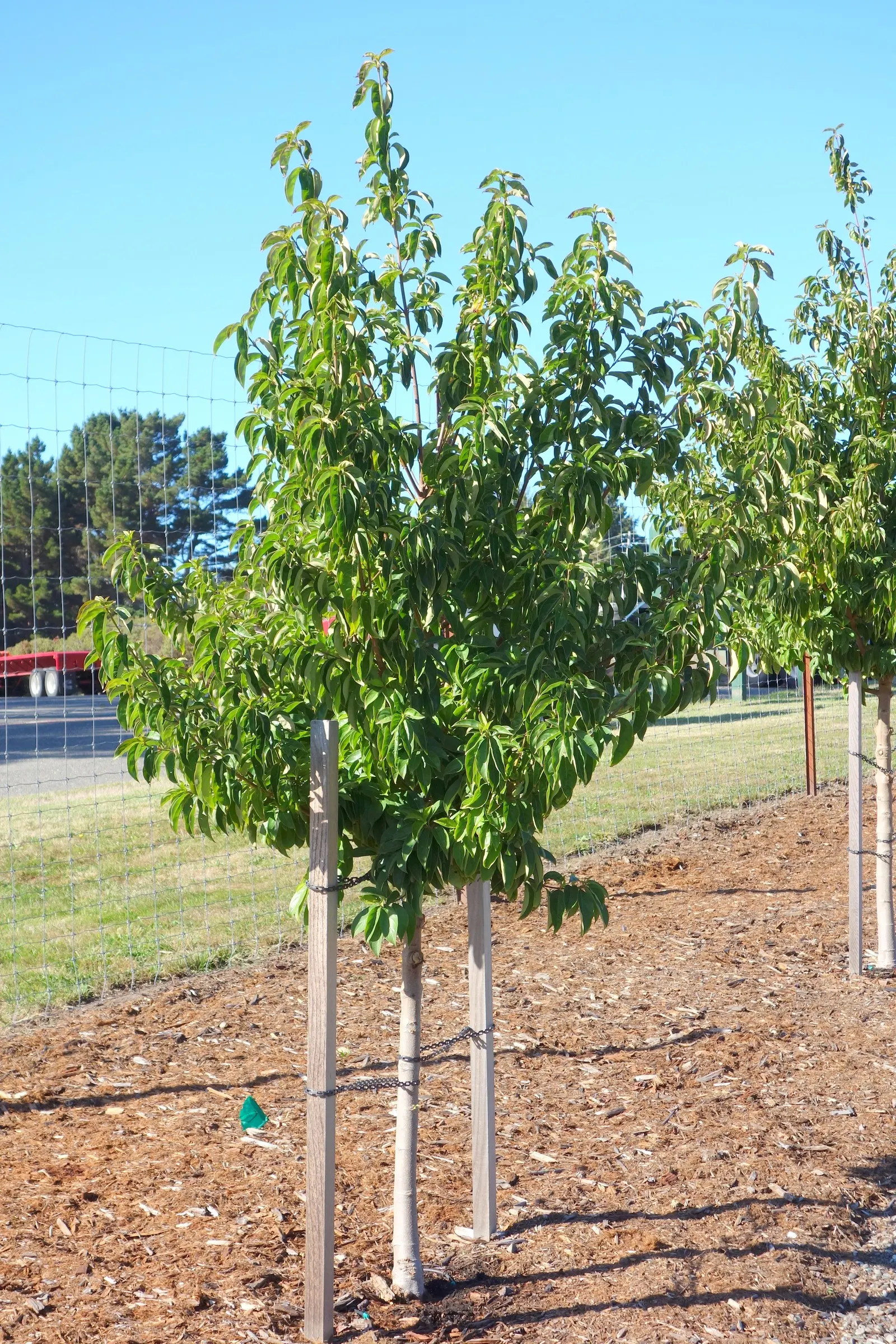 Evergreen Dogwood (Cornus Capitata) — This specimen boasts leathery; cold hardiness varies, generally from USDA zones 8 through 10, ensuring viability in many