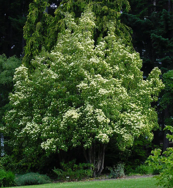 Evergreen Dogwood (Cornus Capitata) — dark green leaves and produces creamy-yellow blooms followed by strawberry-like fruits, image 46
