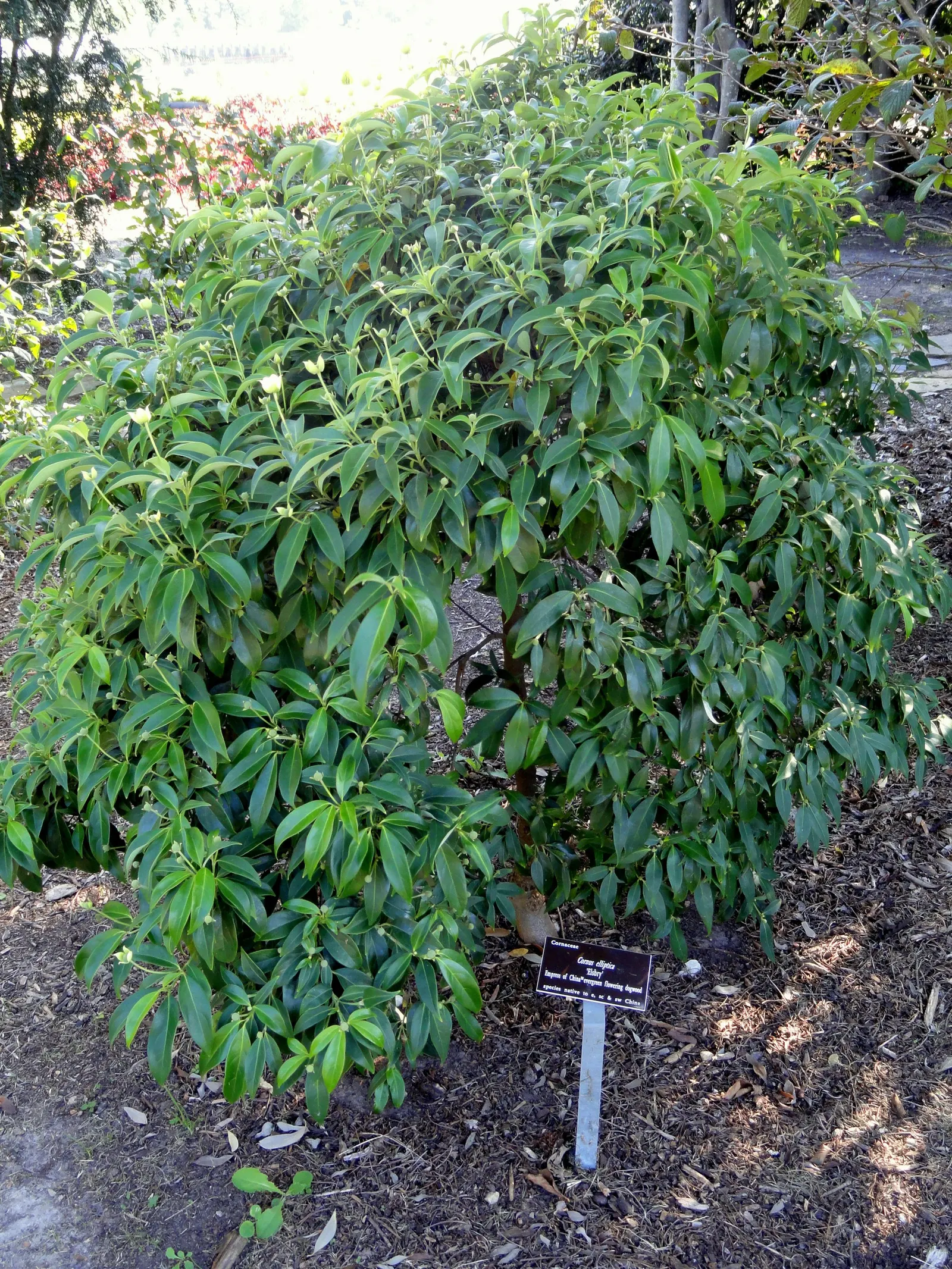 Evergreen Dogwood (Cornus Capitata) — is a compelling choice for any landscape design owing to its notable four-season interest; cold hardiness varies