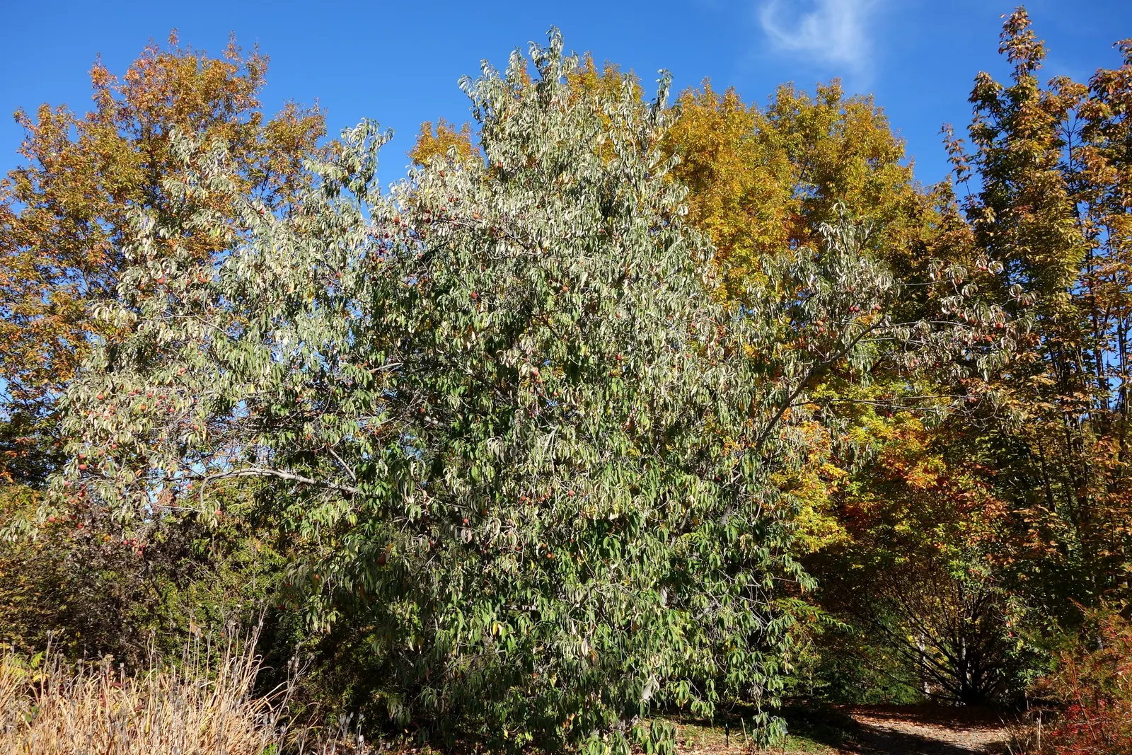 Evergreen Dogwood (Cornus Capitata) — The Evergreen Dogwood (Cornus capitata) is an alluring tree, thriving in zones 8-9; dark green leaves and, image 43