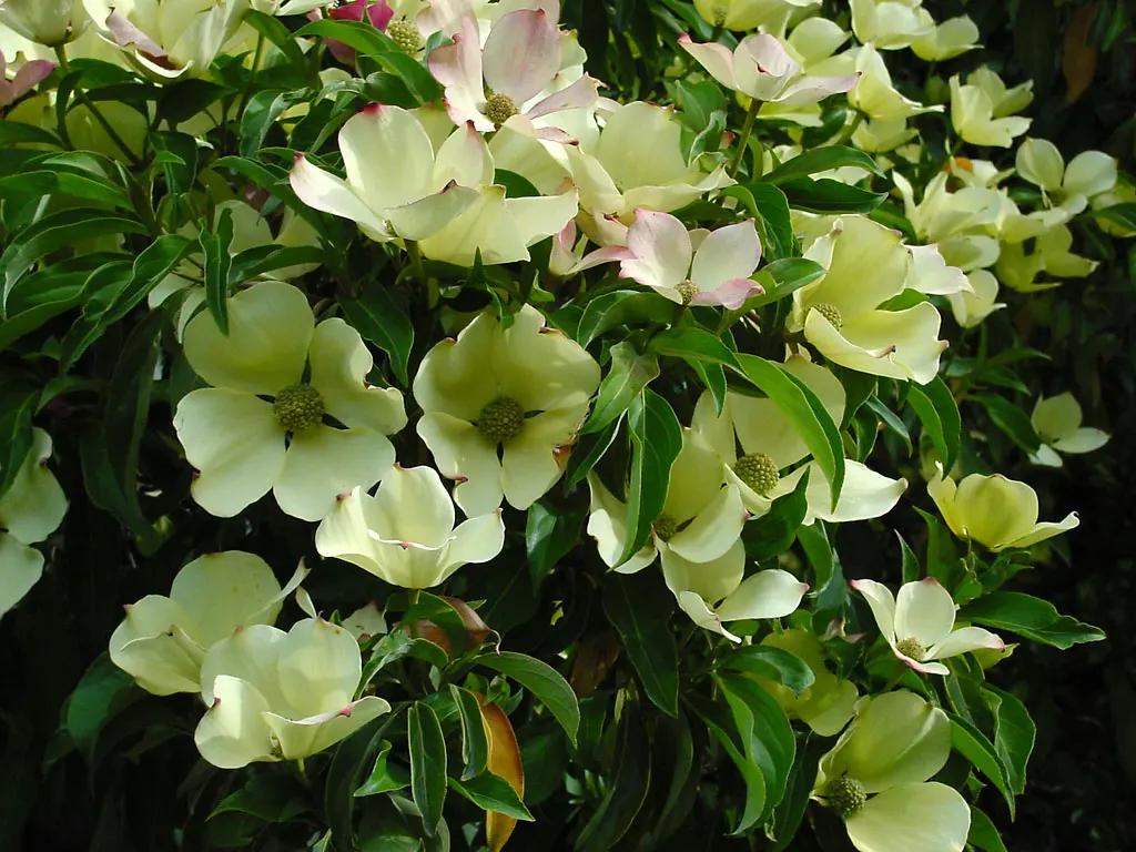 Evergreen Dogwood (Cornus Capitata) — pink and white flowers in the garden; dark green leaves and produces creamy-yellow blooms followed by strawberry-like