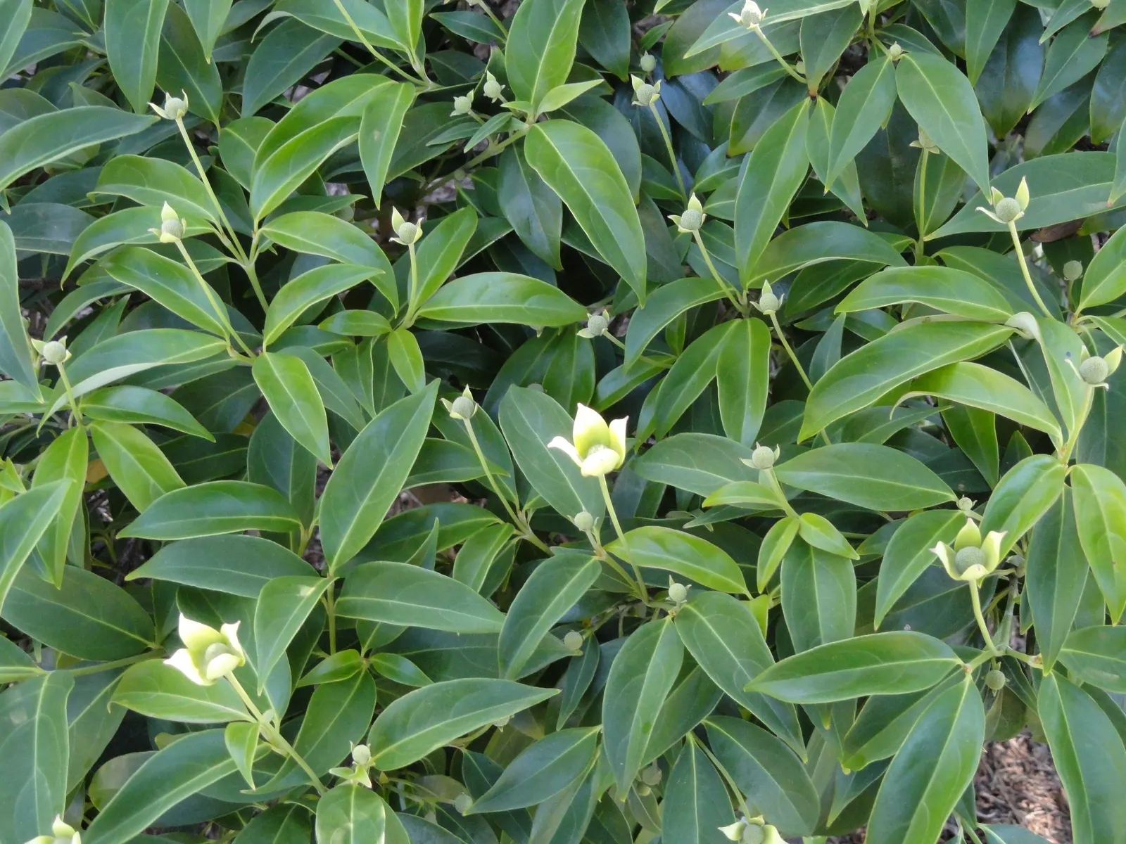 Evergreen Dogwood (Cornus Capitata) — scientifically known as Cornus capitata; these blossoms give way to strawberry-like fruit that ripen to a fleshy red in