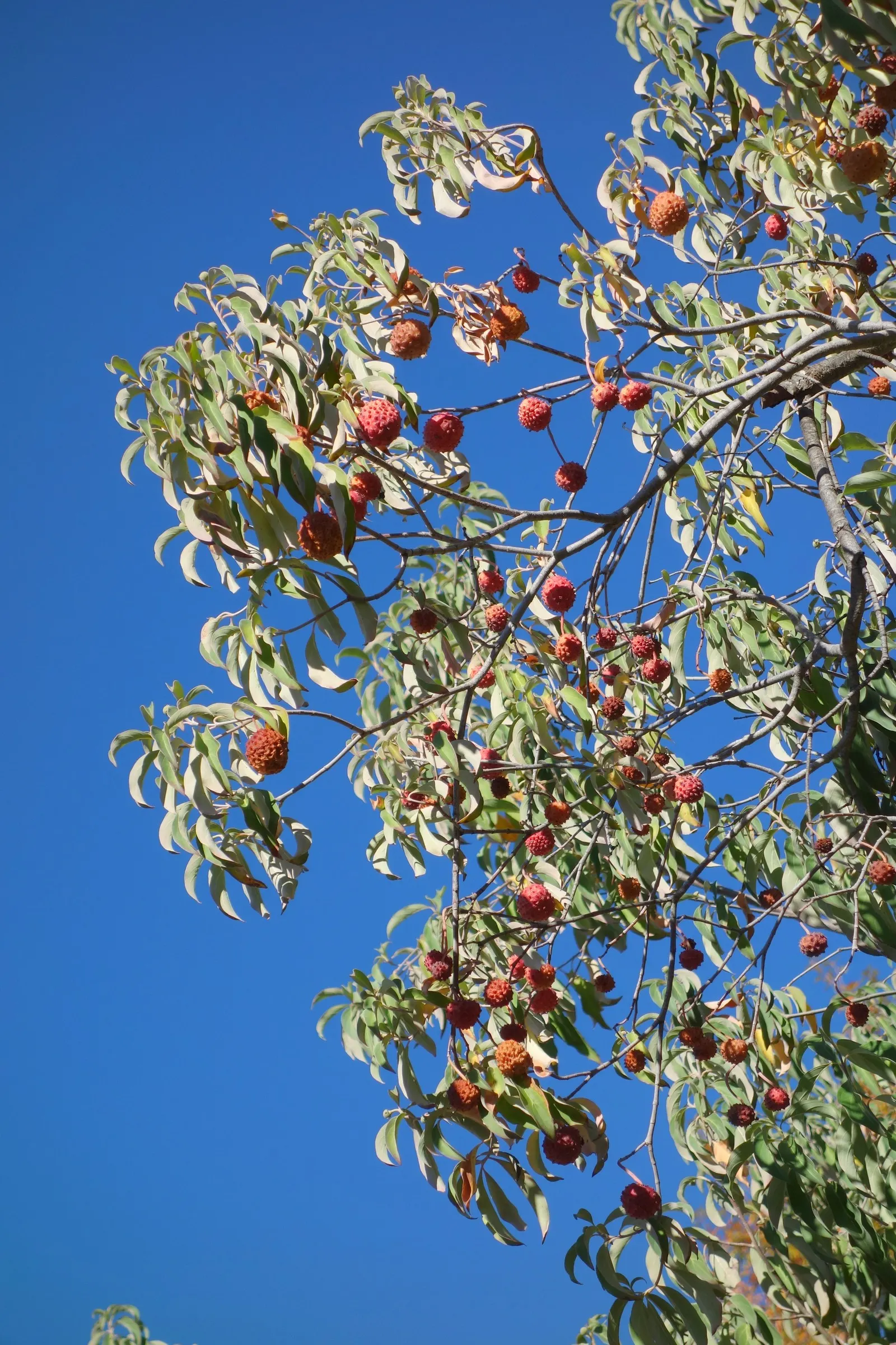 Evergreen Dogwood (Cornus Capitata) — scientifically known as Cornus capitata; these blossoms give way to strawberry-like fruit that ripen to a, image 47