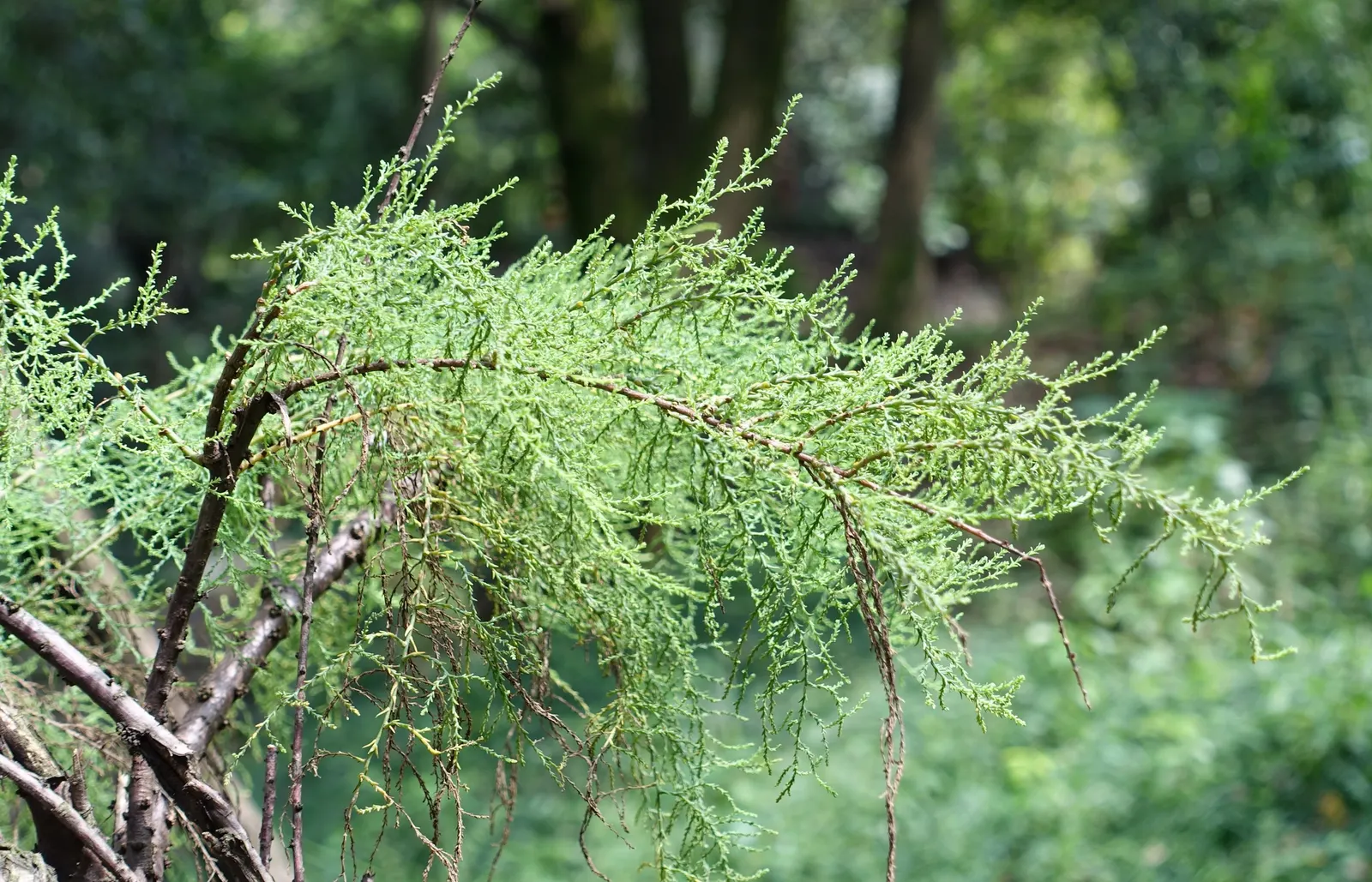 Evergreen Dogwood (Cornus Capitata) — Cold hardiness varies, generally from USDA zones 8 through 10, ensuring viability in many temperate regions, image 39