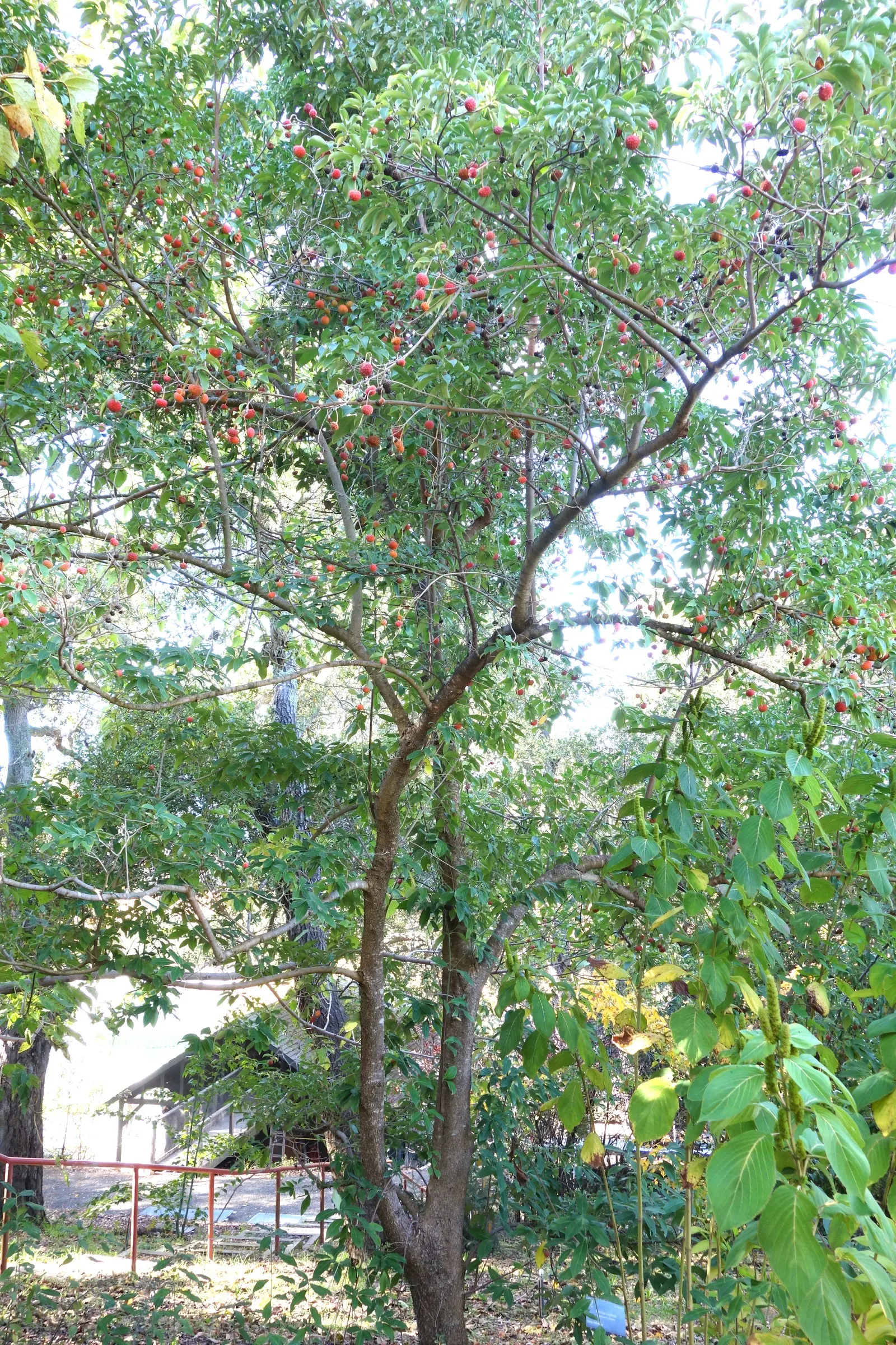 Evergreen Dogwood (Cornus Capitata) — This specimen boasts leathery; cold hardiness varies, generally from USDA zones 8 through 10, ensuring, image 45