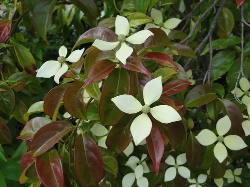 Evergreen Dogwood (Cornus Capitata) — Originating from the Himalayas; dark green leaves and produces creamy-yellow blooms followed by strawberry-like fruits