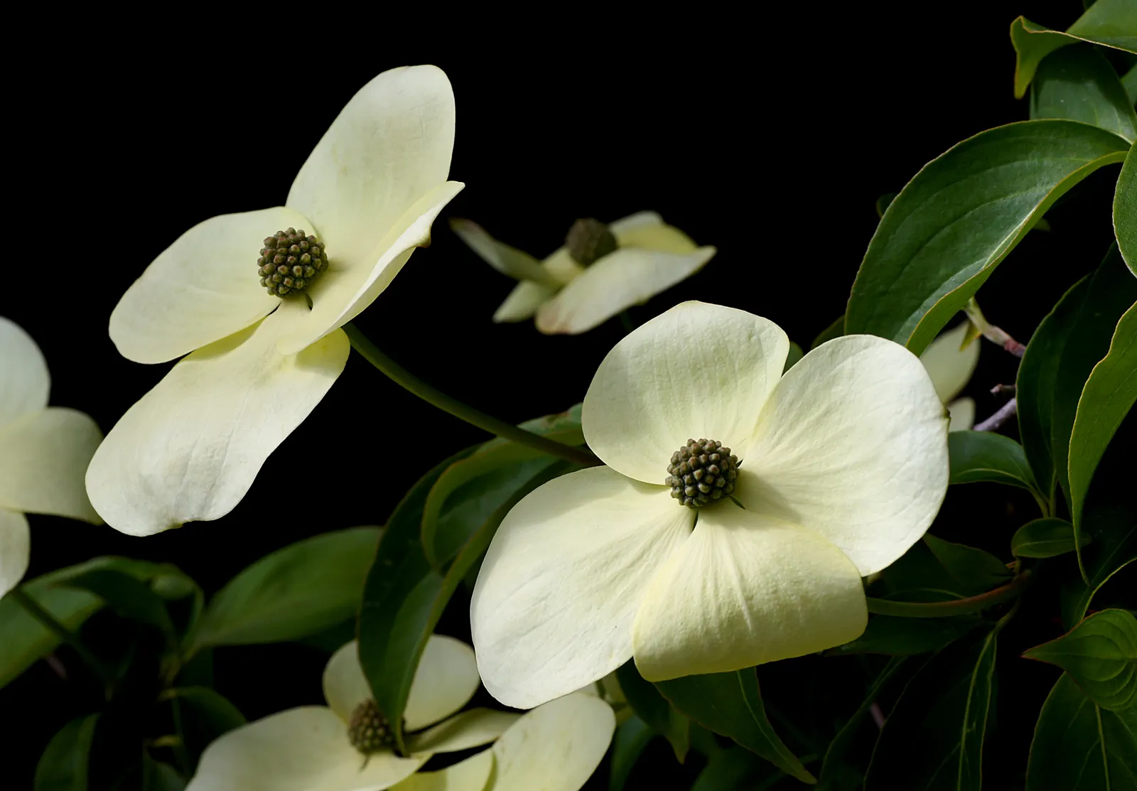 Evergreen Dogwood (Cornus Capitata) — yet slightly irregular canopy.<br><br>One of its most captivating features is the bract-covered blooms; these blossoms