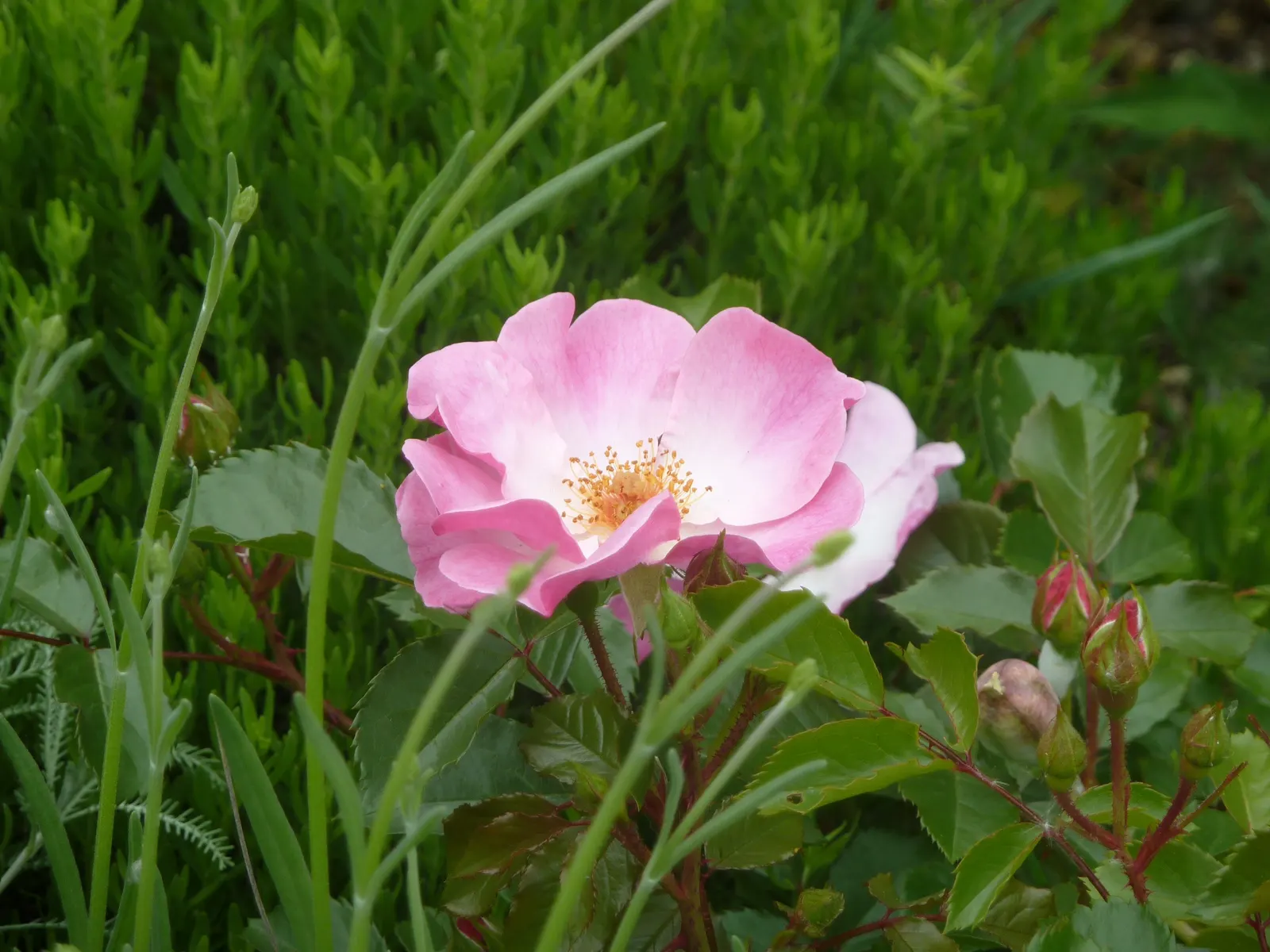 Ground Cover Rose Selections (Rosa Ground Cover Varieties) — Ground Cover Roses present a robust, low-maintenance option for vibrant landscaping