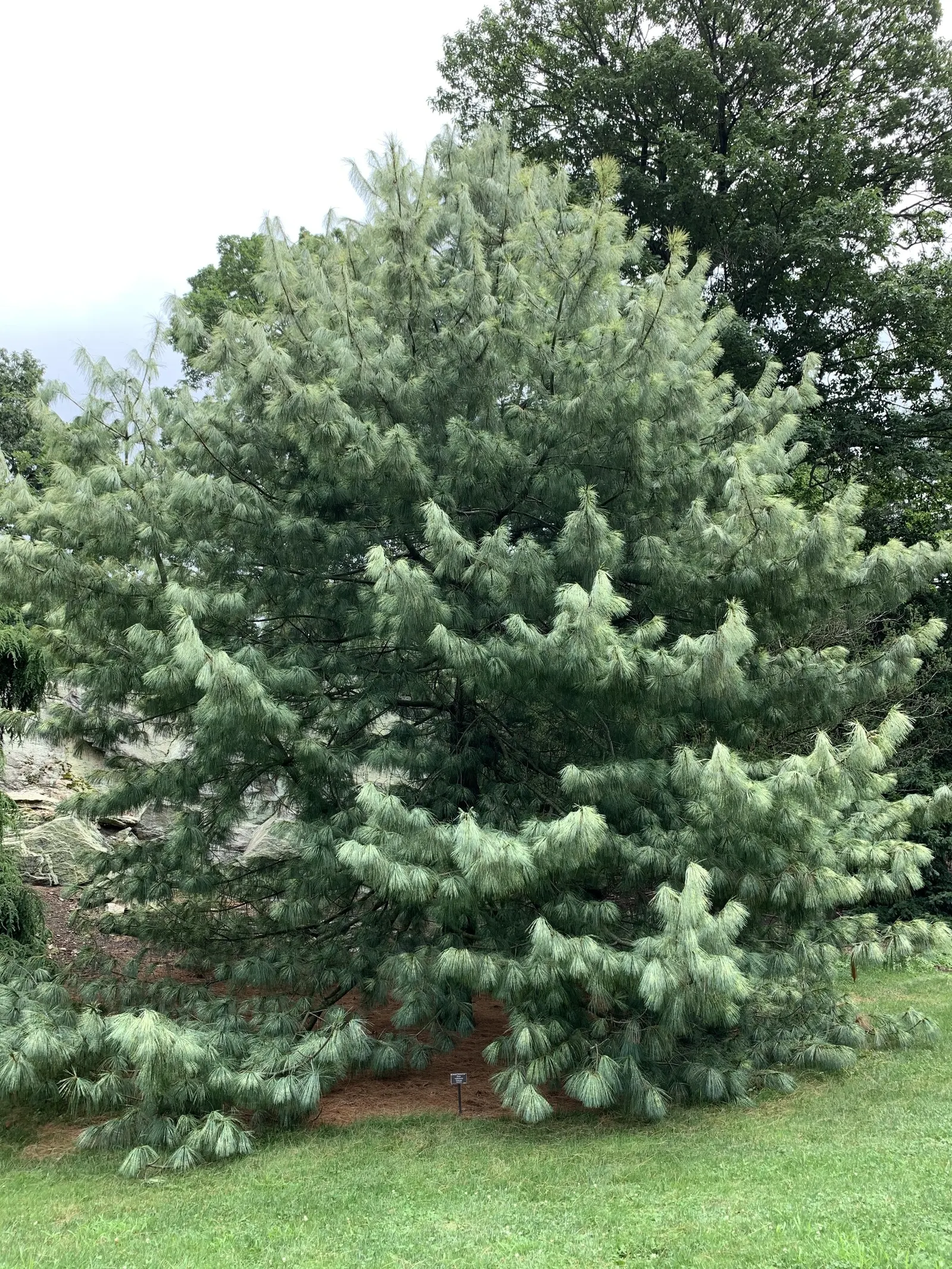 Himalayan White Pine (Pinus Wallichiana) — typically reaches 50-80 feet in height