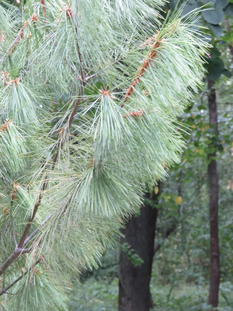 Himalayan White Pine (Pinus Wallichiana) — is notable for its long and slender needles that grow in bundles of five