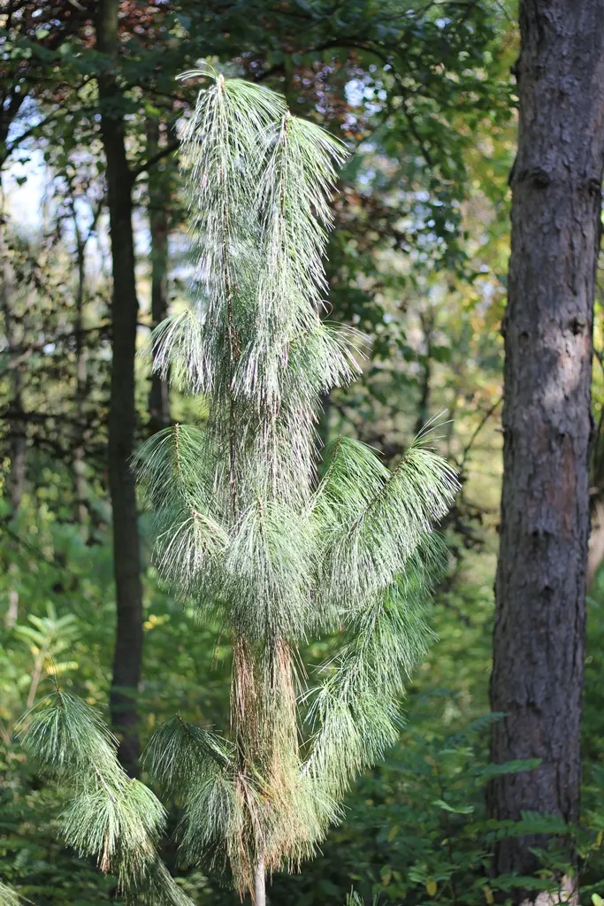 Himalayan White Pine (Pinus Wallichiana) — Their graceful, pendulous cones can reach up to 10 inches long
