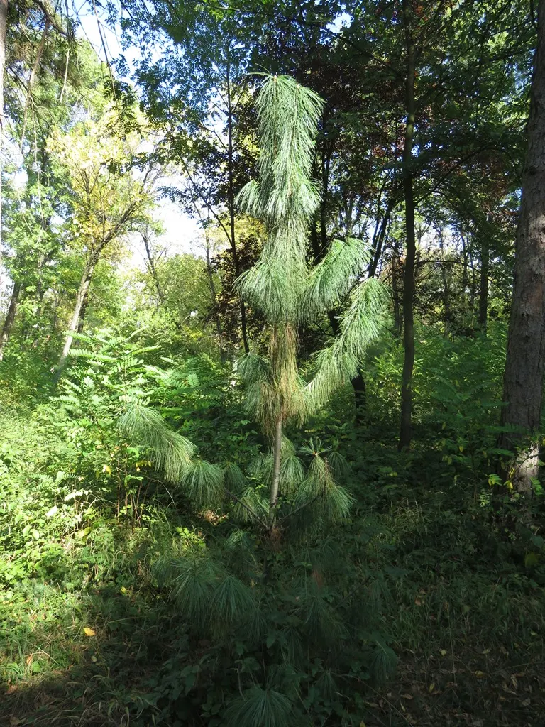 Himalayan White Pine (Pinus Wallichiana) — this pine is a stunning specimen and offers year-round interest