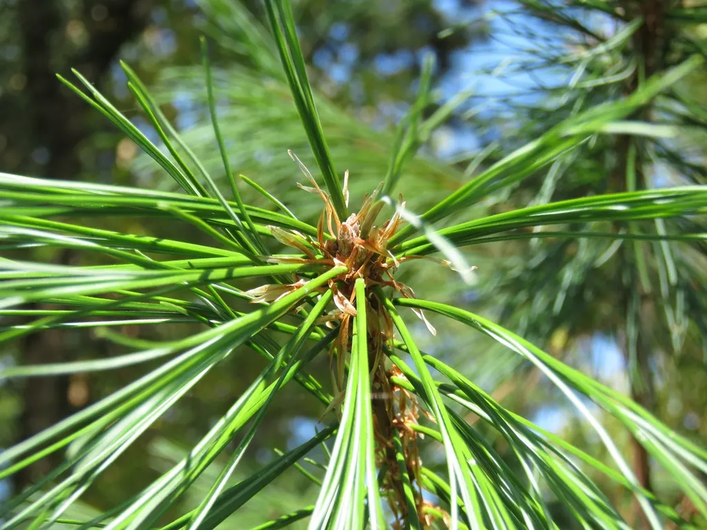 Himalayan White Pine (Pinus Wallichiana) — The Himalayan White Pine (Pinus wallichiana)