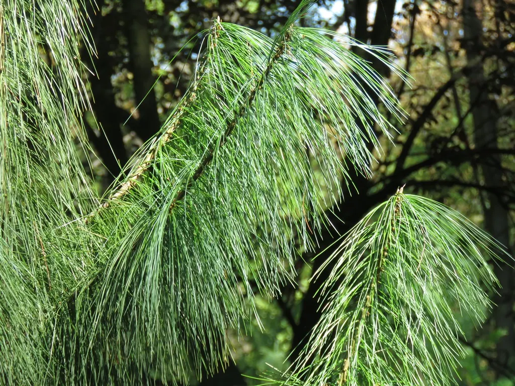 Himalayan White Pine (Pinus Wallichiana) — scientifically known as Pinus wallichiana