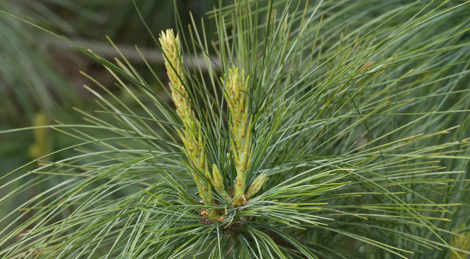Himalayan White Pine (Pinus Wallichiana) — originating from the mountainous regions of the Himalayas