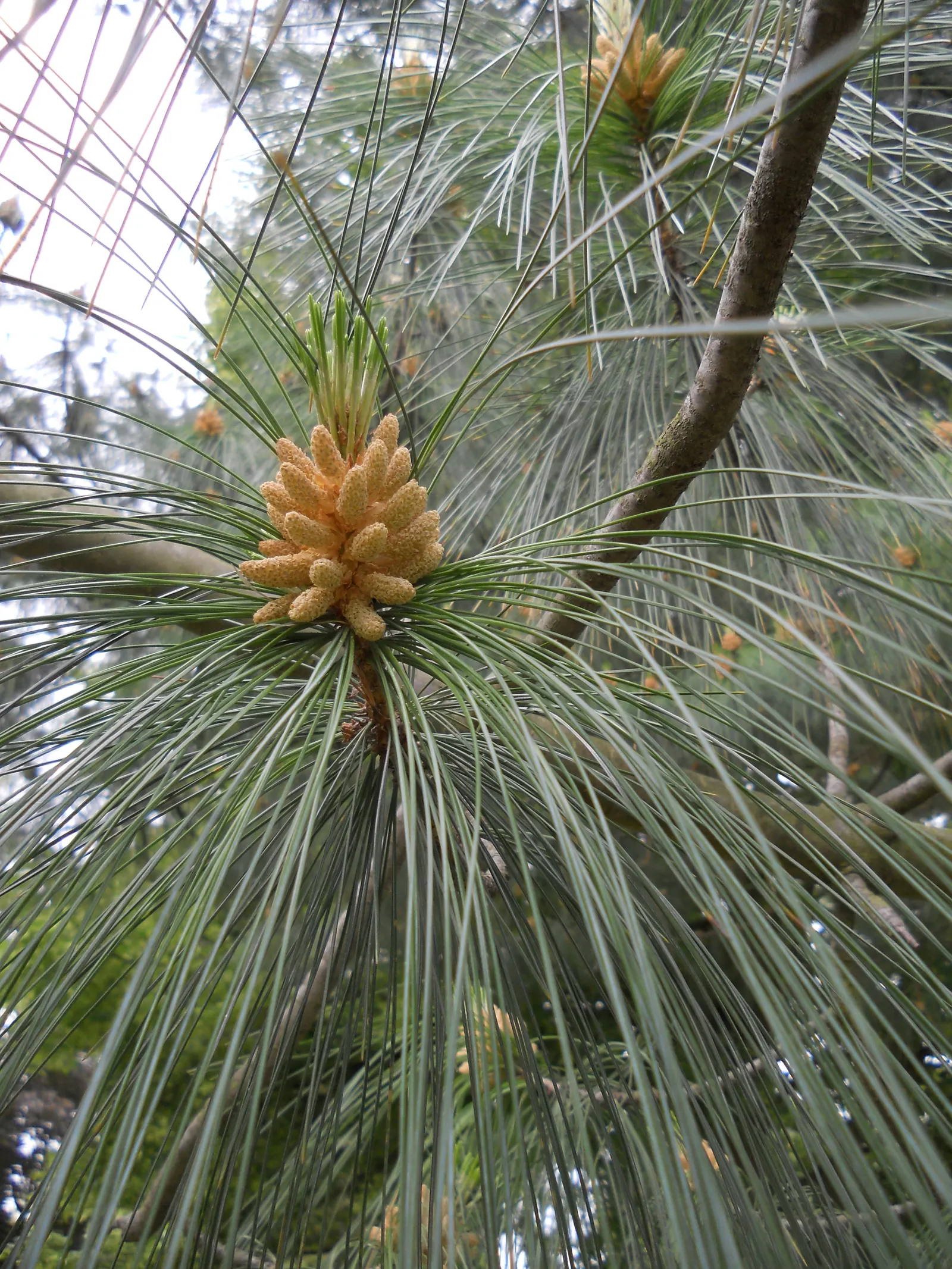 Himalayan White Pine (Pinus Wallichiana) — with a canopy spread of 20 to 30 feet