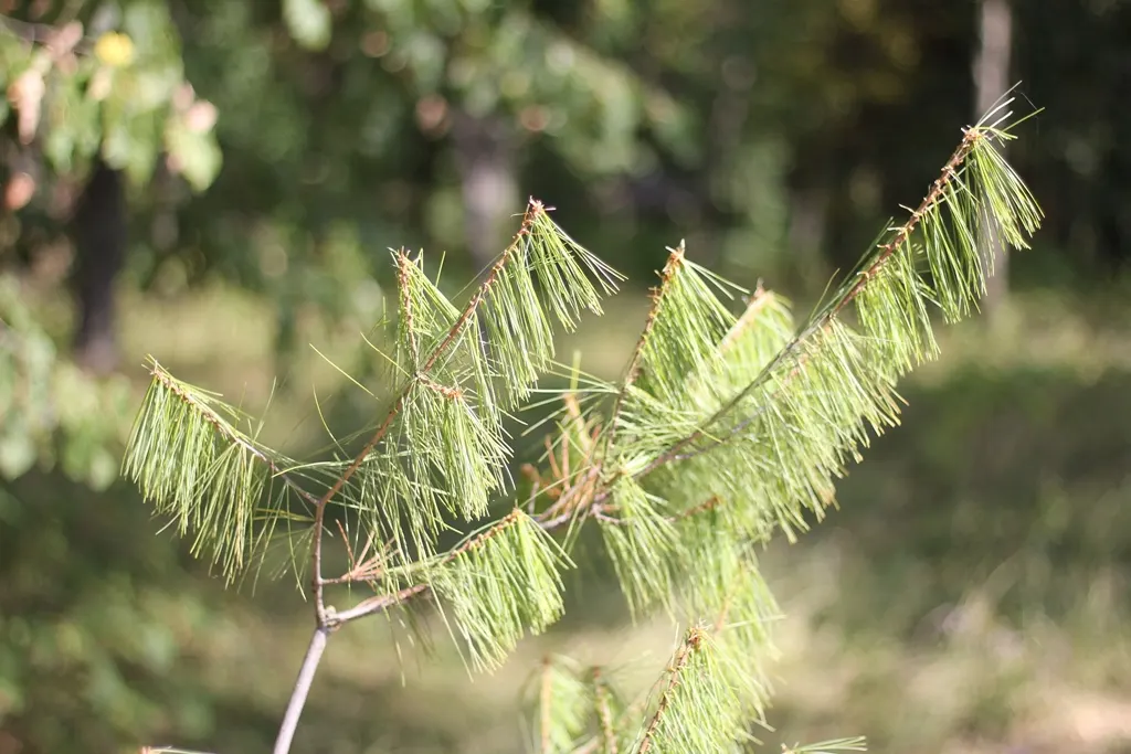 Himalayan White Pine (Pinus Wallichiana) — which grow to 6 to 12 inches long