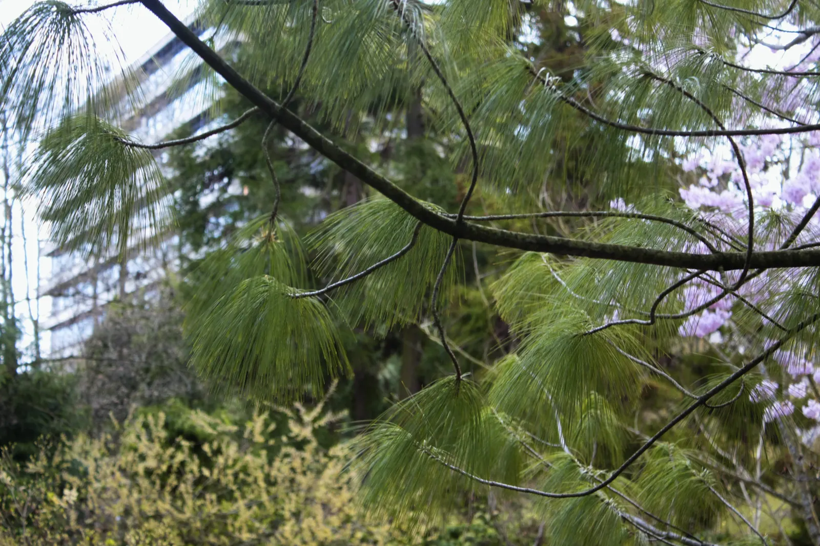 Himalayan White Pine (Pinus Wallichiana) — slender blue-green needles arrayed in bundles of five