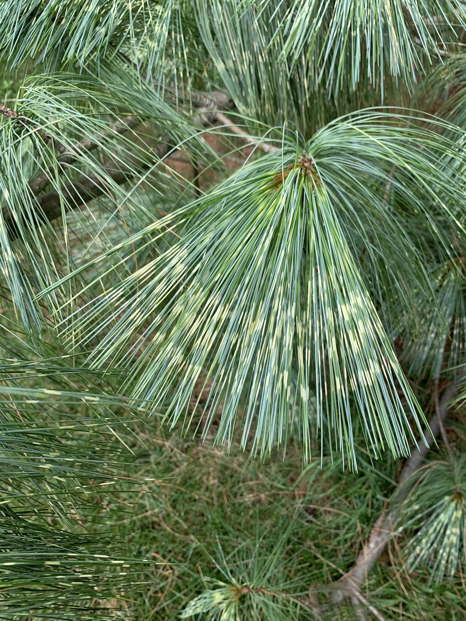 Himalayan White Pine (Pinus Wallichiana) — with a spread of 20-30 feet
