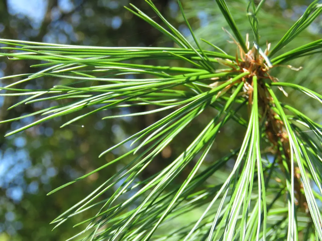 Himalayan White Pine (Pinus Wallichiana) — making the Himalayan White Pine a commanding presence in a garden or as a standalone specimen