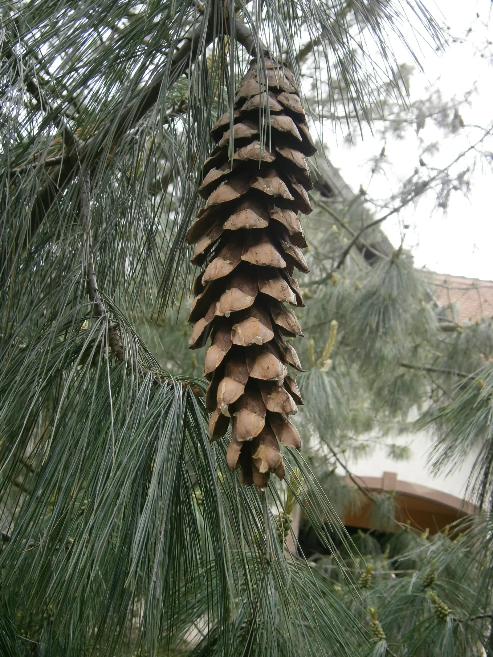Himalayan White Pine (Pinus Wallichiana) — Hardy in zones 7-9, it prefers full sun and well-drained soil