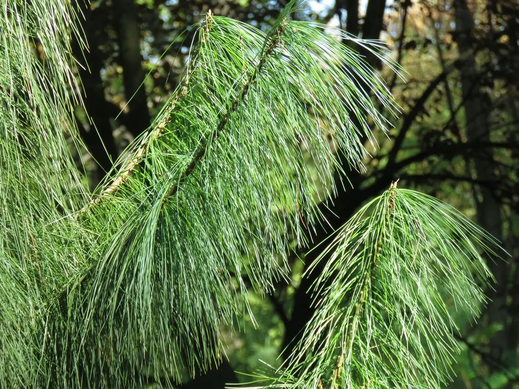 Himalayan White Pine (Pinus Wallichiana) — Due to its moderate growth rate