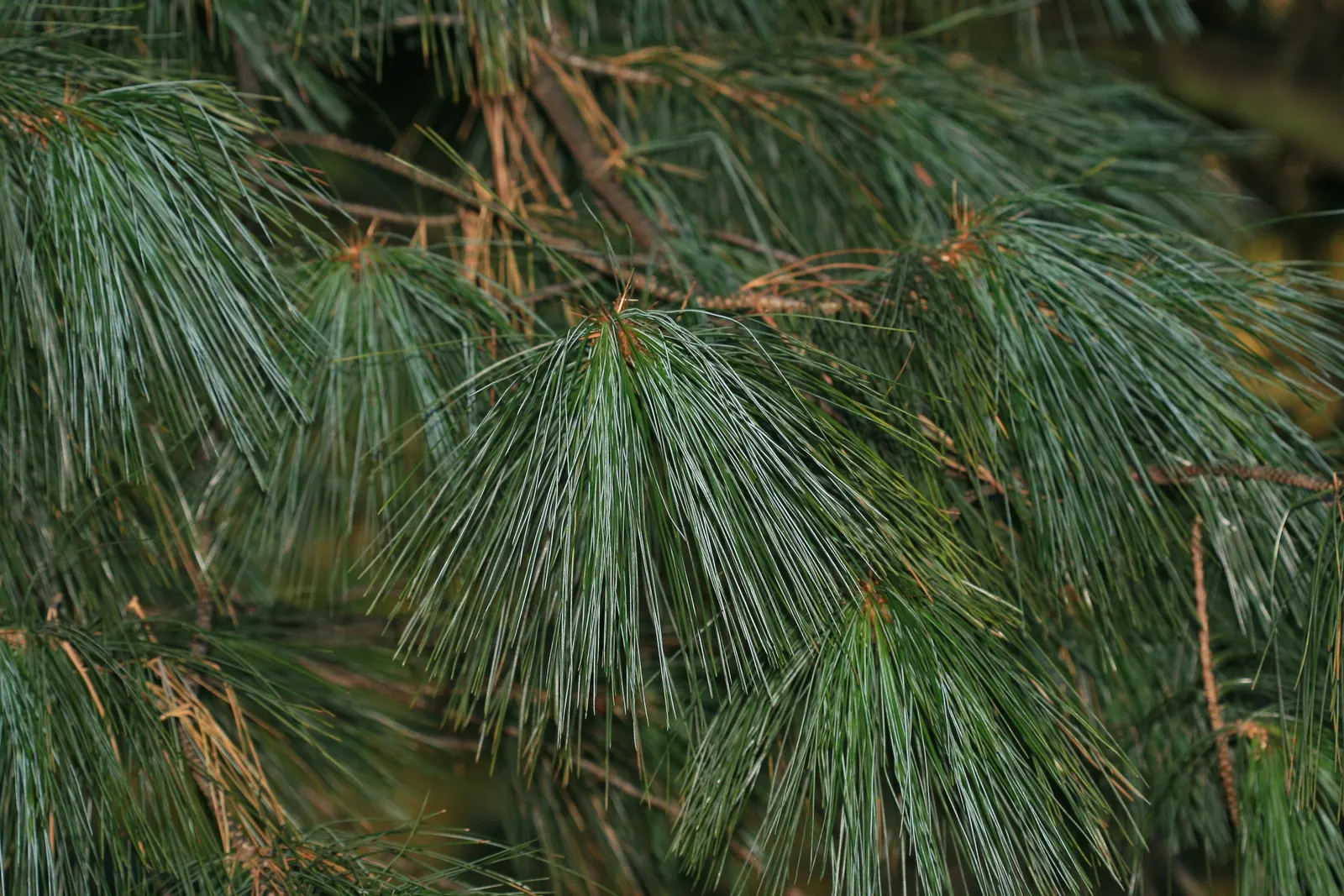 Himalayan White Pine (Pinus Wallichiana) — hanging elegantly from the branches