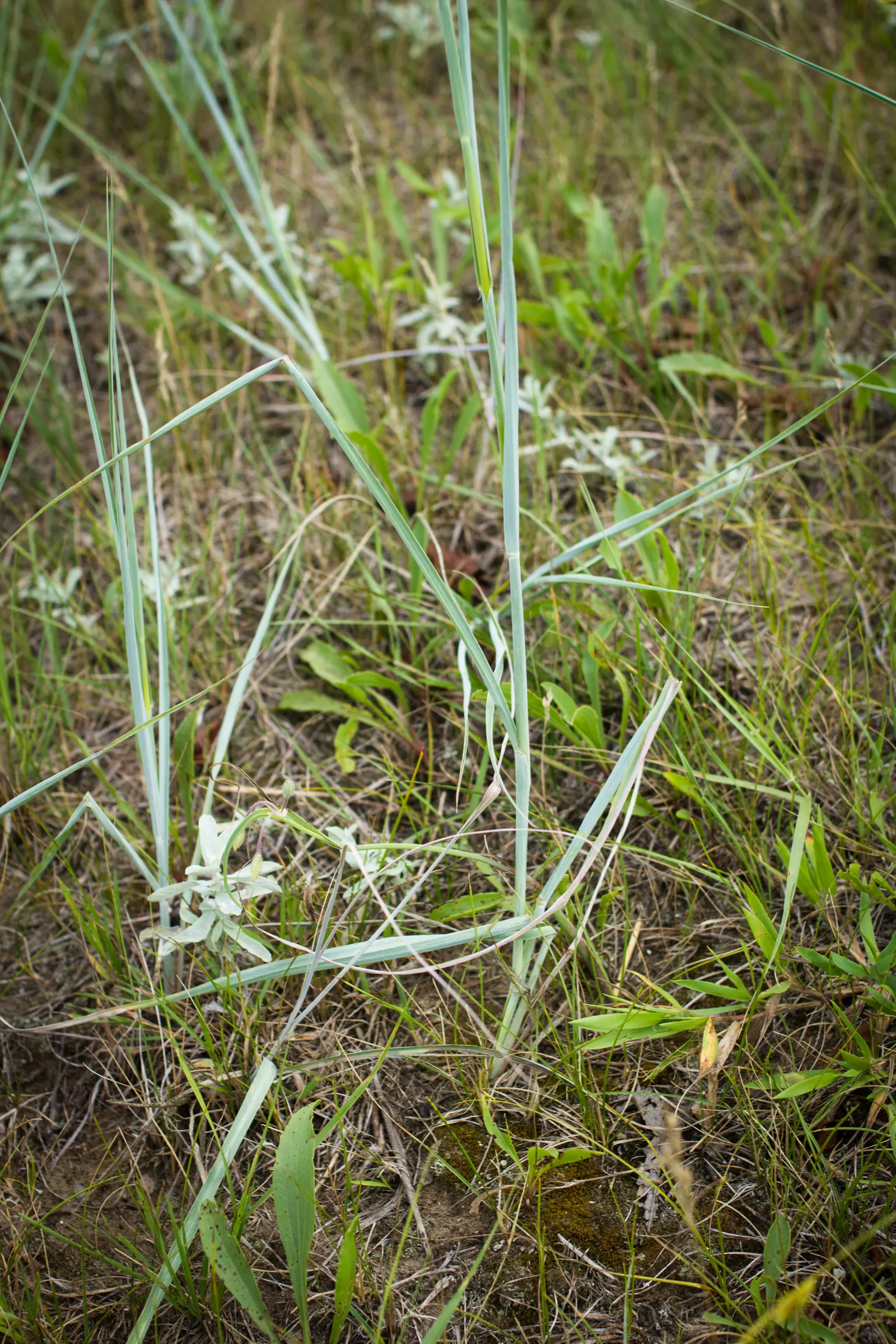 Big Bluestem (Andropogon 'Indian Warrior') — Andropogon 'Indian Warrior' (Turkey Foot) is a robust, warm-season prairie grass, reaching 4-5 ft in height