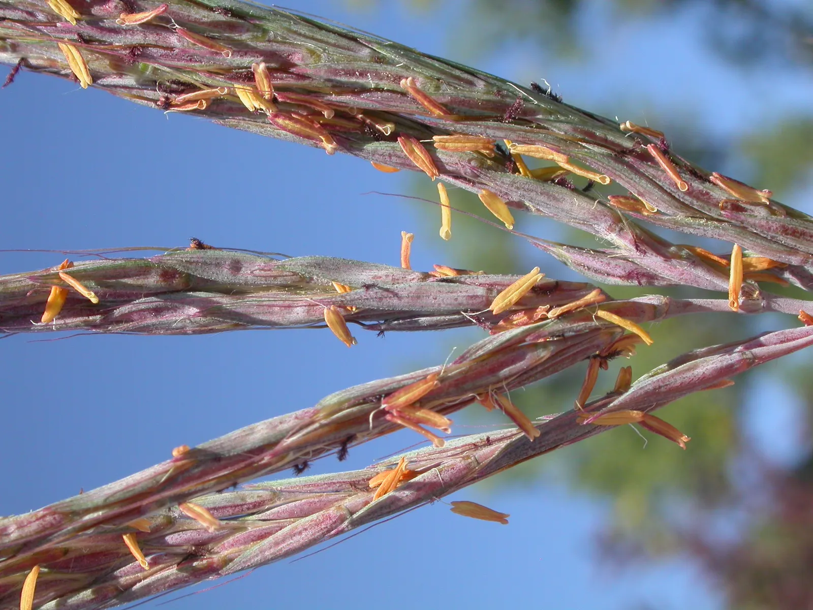 Big Bluestem (Andropogon 'Indian Warrior') — commonly known as Turkey Foot